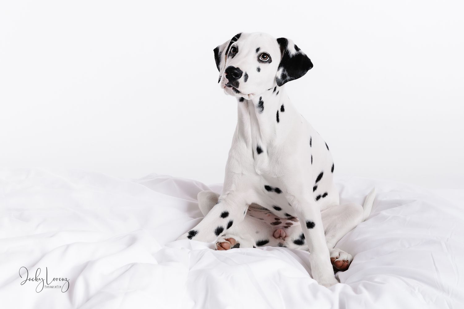Hundefotografie in Andernach, Westerwald, Koblenz & Umgebung
Mit bedingungsloser Liebe-
unvergessliche Momente von und mit deiner Fellnase