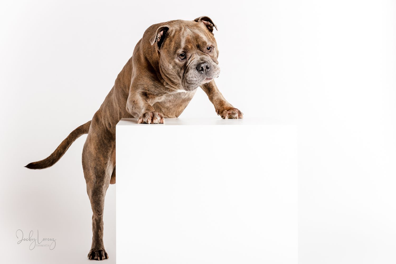 Hundefotografie in Andernach, Westerwald, Koblenz & Umgebung
Mit bedingungsloser Liebe-
unvergessliche Momente von und mit deiner Fellnase
