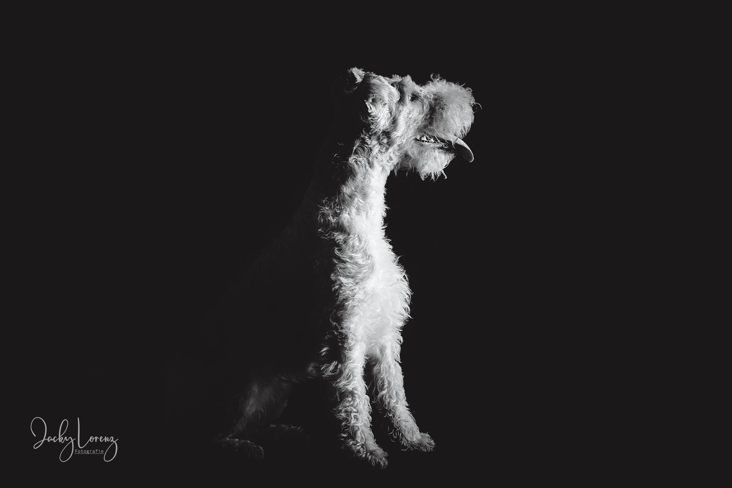 Hundefotografie in Andernach, Westerwald, Koblenz & Umgebung
Mit bedingungsloser Liebe-
unvergessliche Momente von und mit deiner Fellnase