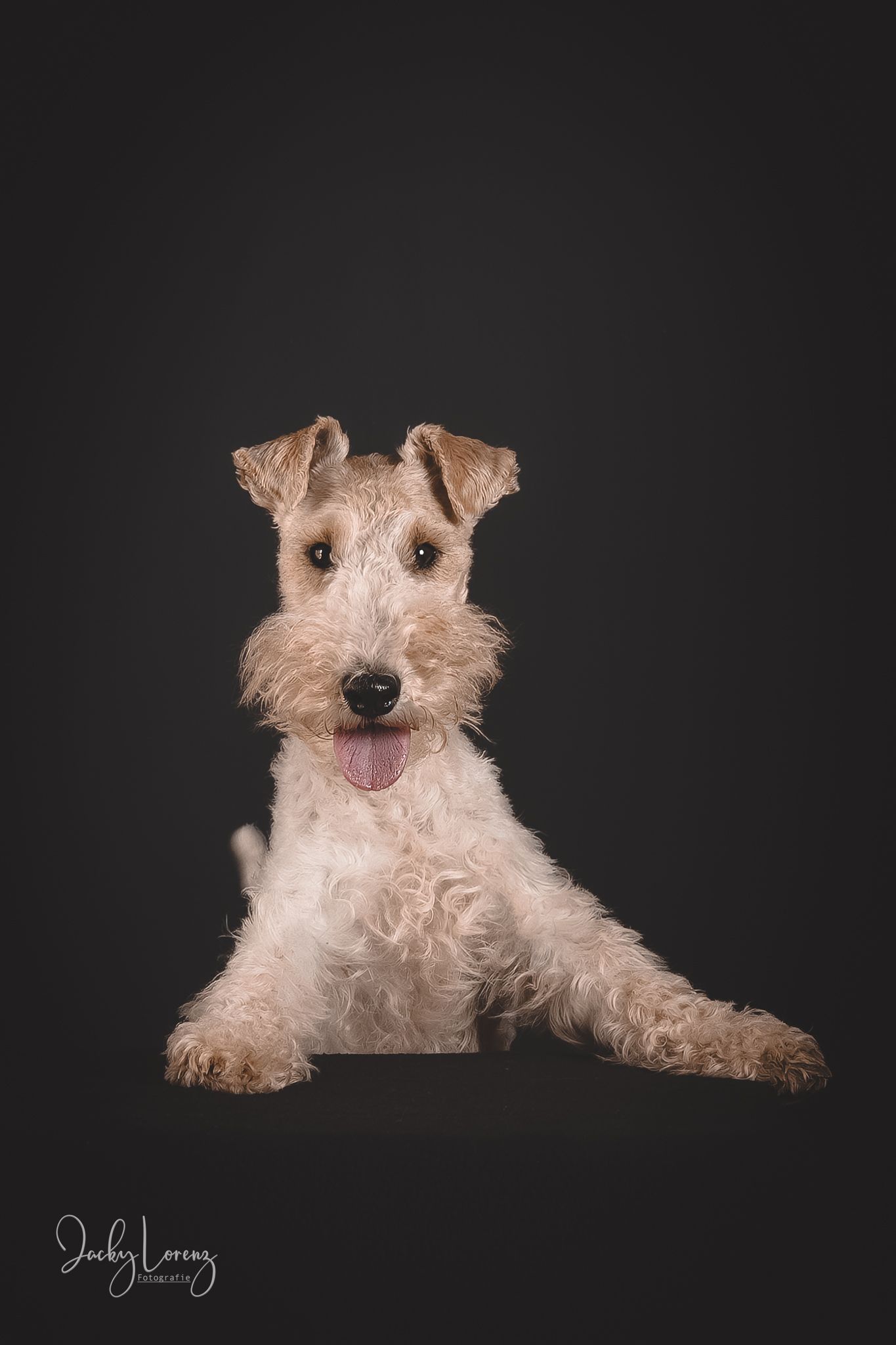 Hundefotografie in Andernach, Westerwald, Koblenz & Umgebung
Mit bedingungsloser Liebe-
unvergessliche Momente von und mit deiner Fellnase
