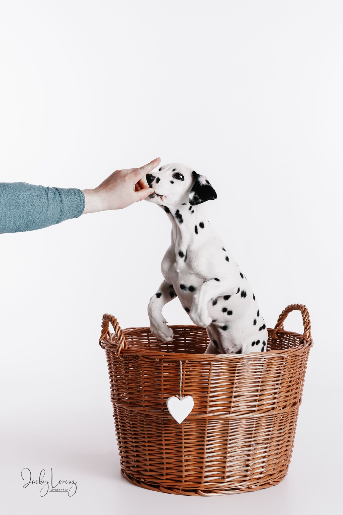 Hundefotografie in Andernach, Westerwald, Koblenz & Umgebung
Mit bedingungsloser Liebe-
unvergessliche Momente von und mit deiner Fellnase