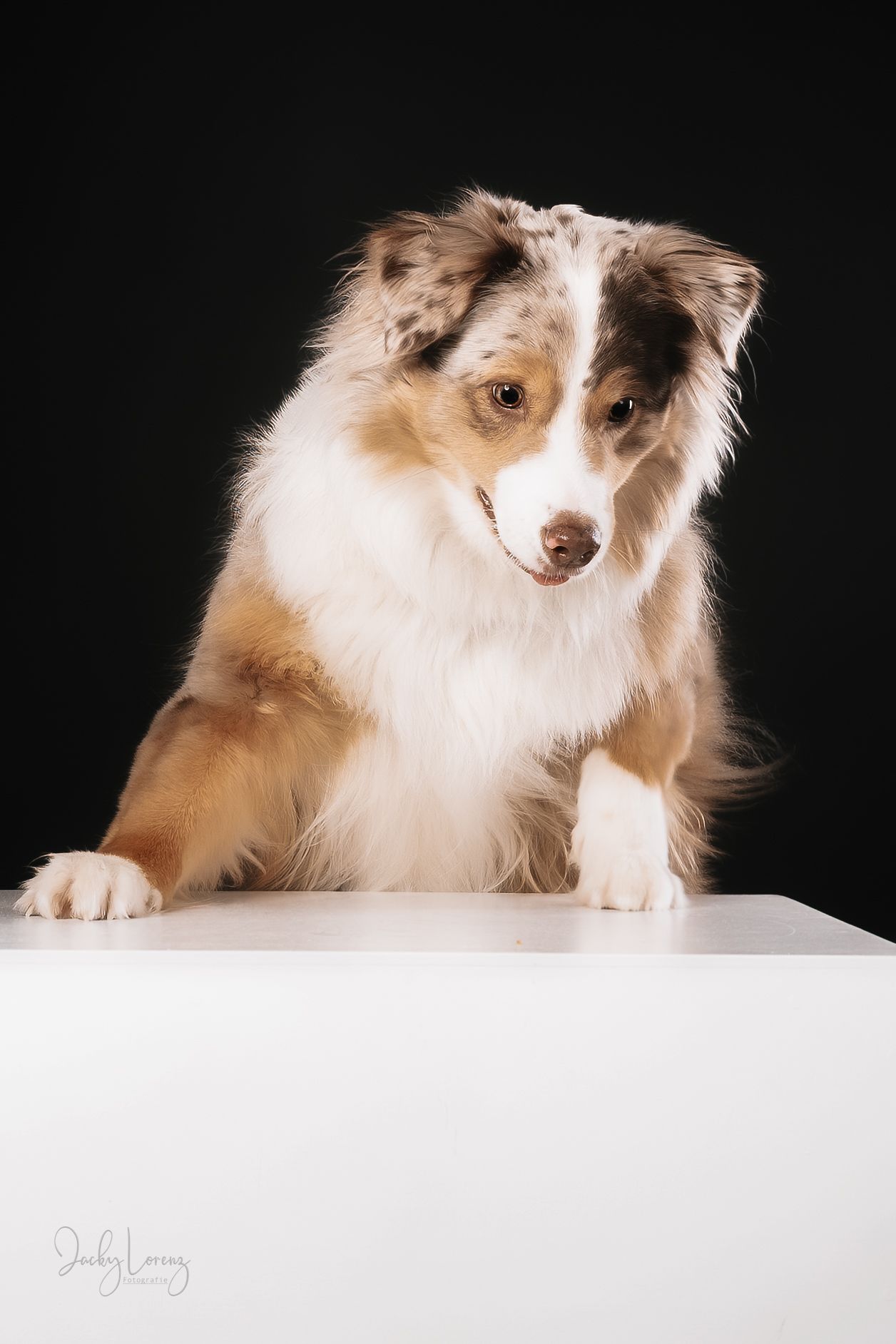 Hundefotografie in Andernach, Westerwald, Koblenz & Umgebung
Mit bedingungsloser Liebe-
unvergessliche Momente von und mit deiner Fellnase