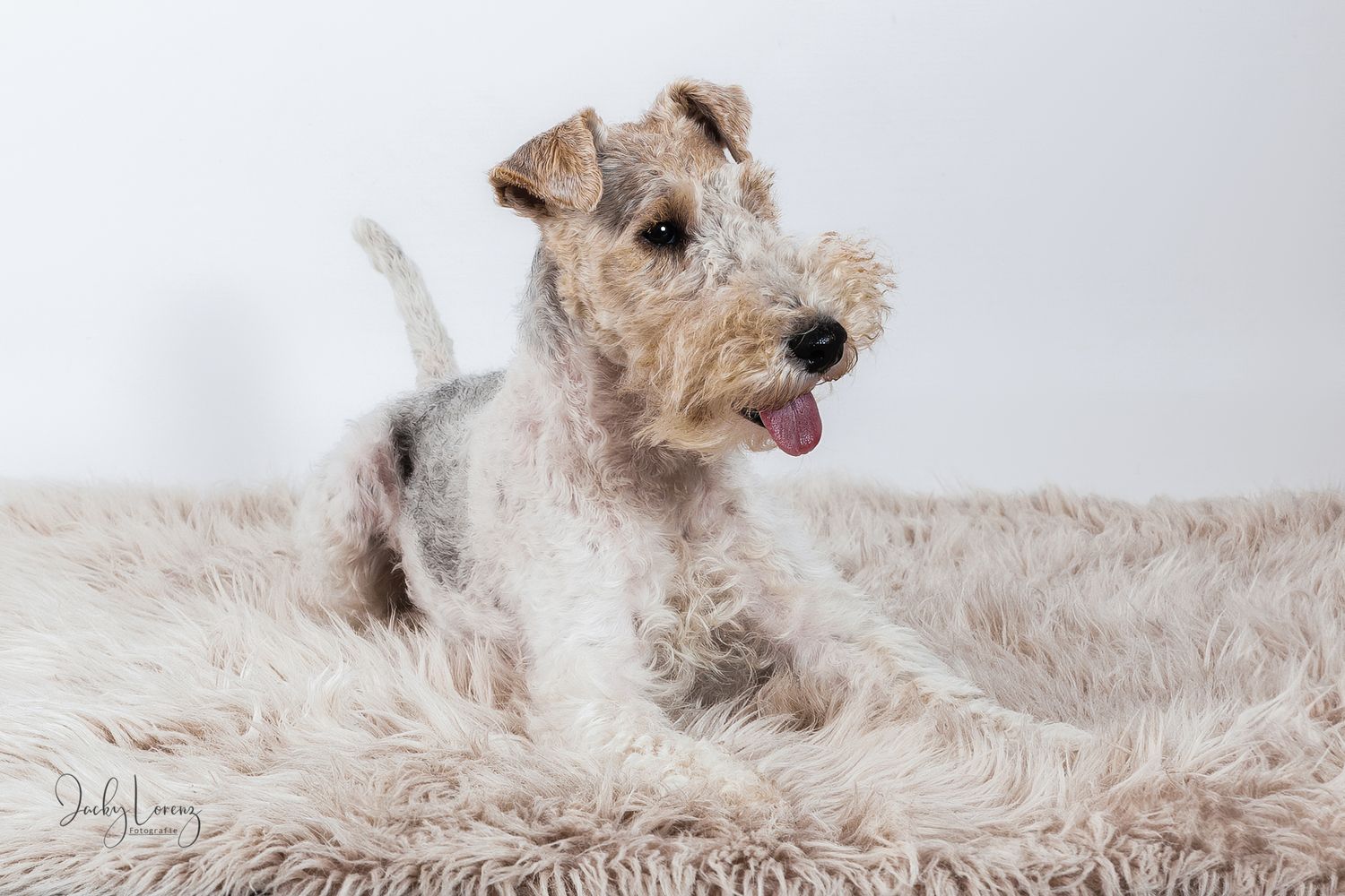 Hundefotografie in Andernach, Westerwald, Koblenz & Umgebung
Mit bedingungsloser Liebe-
unvergessliche Momente von und mit deiner Fellnase
