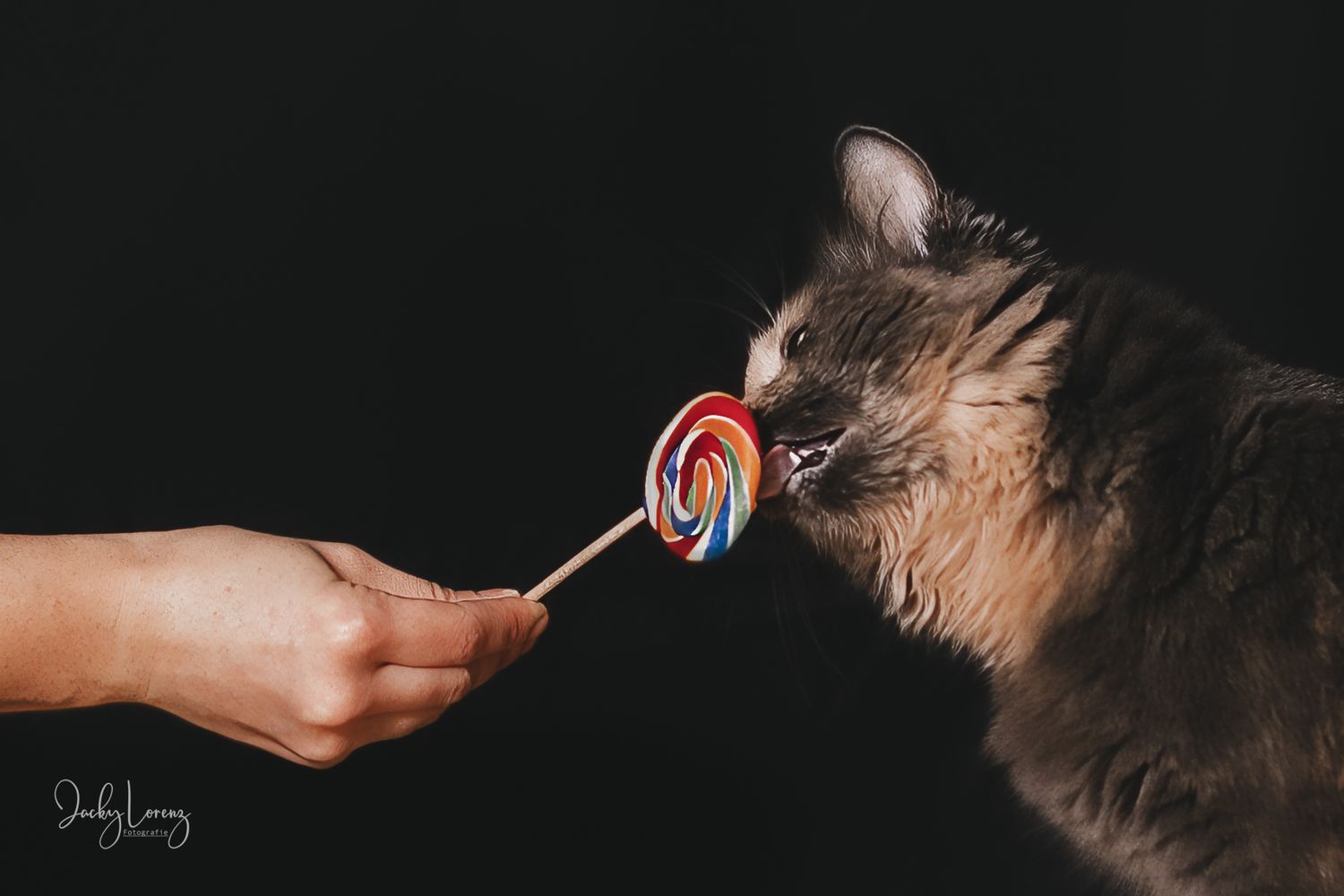 Katzenfotografie in Andernach, Westerwald, Koblenz & Umgebung
Mit bedingungsloser Liebe-
unvergessliche Momente von und mit deiner Fellnase