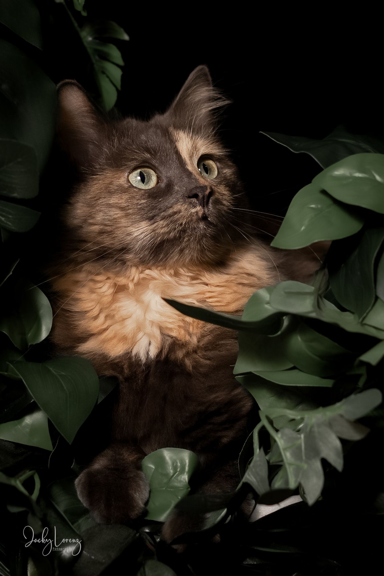 Katzenfotografie in RLP
Mit bedingungsloser Liebe-
unvergessliche Momente von und mit deiner Fellnase