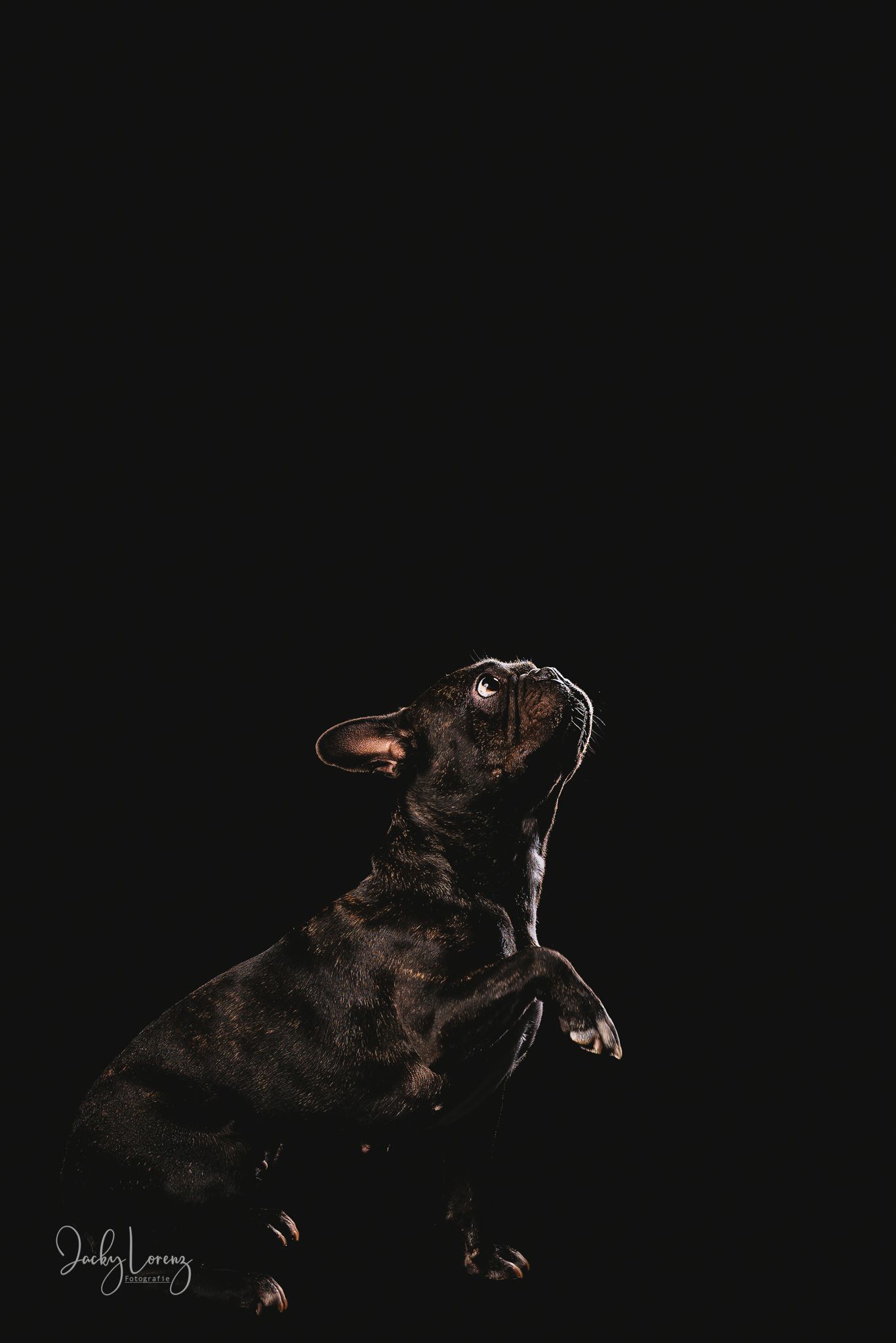 Hundefotografie in Andernach, Westerwald, Koblenz & Umgebung
Mit bedingungsloser Liebe-
unvergessliche Momente von und mit deiner Fellnase