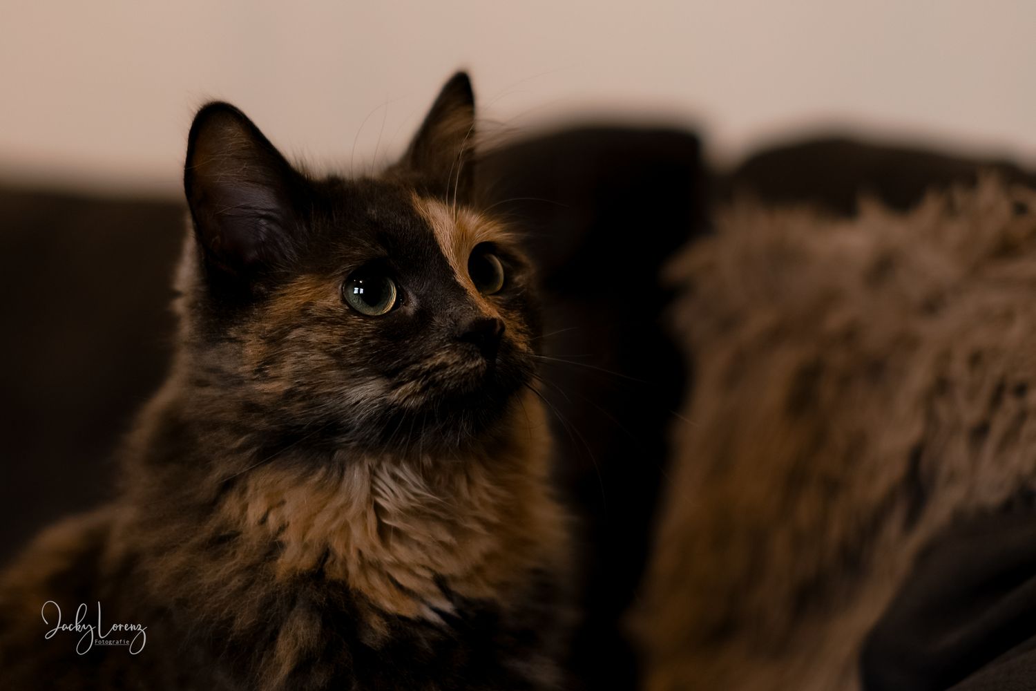 Katzenfotografie in Andernach, Westerwald, Koblenz & Umgebung
Mit bedingungsloser Liebe-
unvergessliche Momente von und mit deiner Fellnase