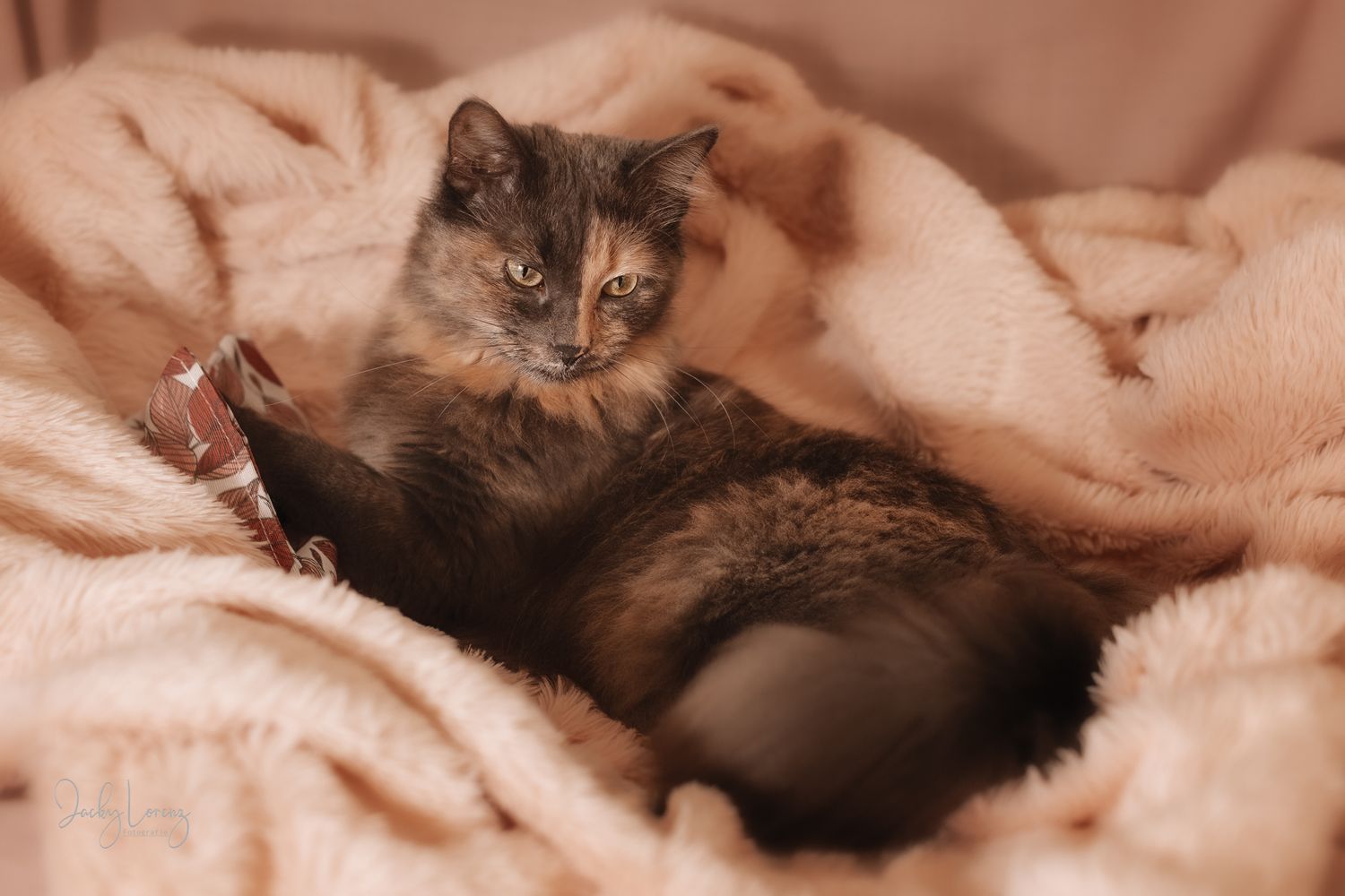 Katzenfotografie in Andernach, Westerwald, Koblenz & Umgebung
Mit bedingungsloser Liebe-
unvergessliche Momente von und mit deiner Fellnase