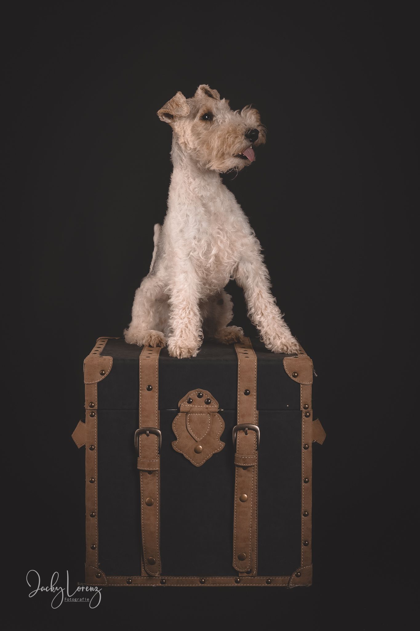 Hundefotografie in Andernach, Westerwald, Koblenz & Umgebung
Mit bedingungsloser Liebe-
unvergessliche Momente von und mit deiner Fellnase