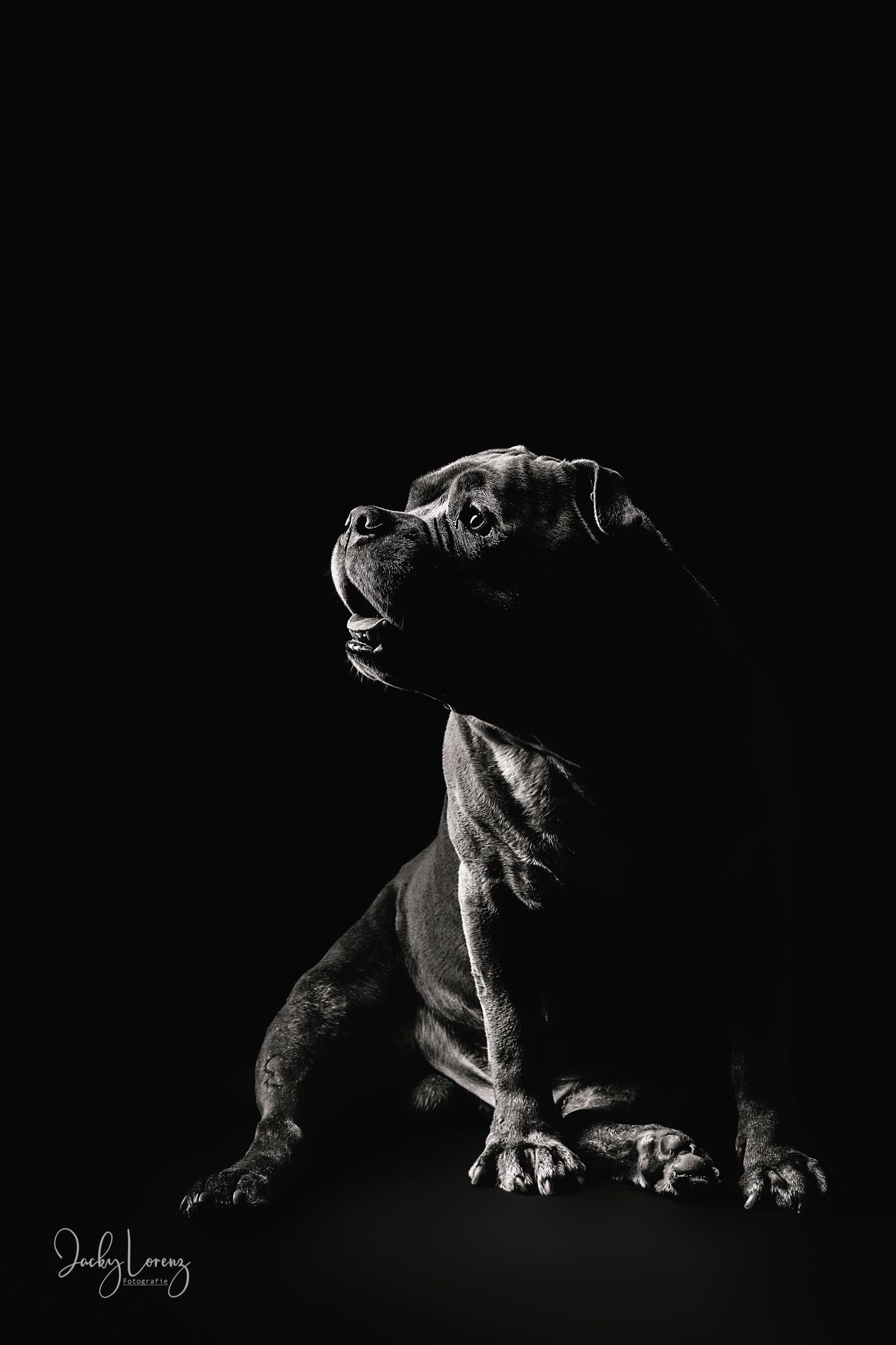 Hundefotografie in Andernach, Westerwald, Koblenz & Umgebung
Mit bedingungsloser Liebe-
unvergessliche Momente von und mit deiner Fellnase