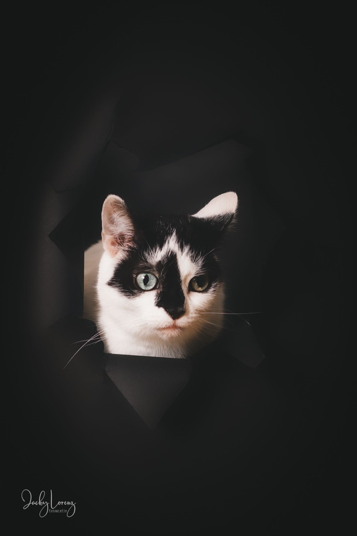 Katzenfotografie in Andernach, Westerwald, Koblenz & Umgebung
Mit bedingungsloser Liebe-
unvergessliche Momente von und mit deiner Fellnase