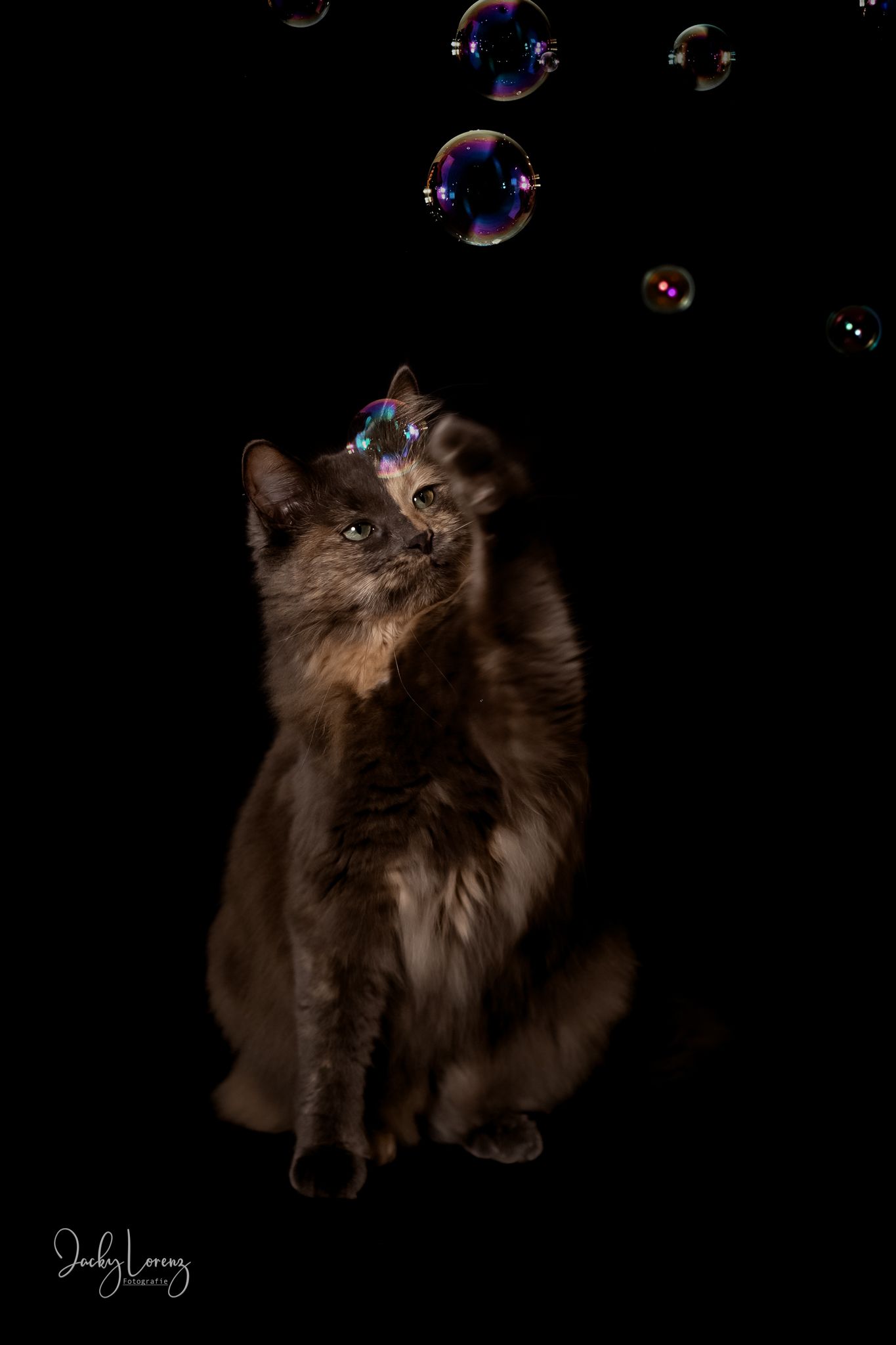 Katzenfotografie in RLP
Mit bedingungsloser Liebe-
unvergessliche Momente von und mit deiner Fellnase