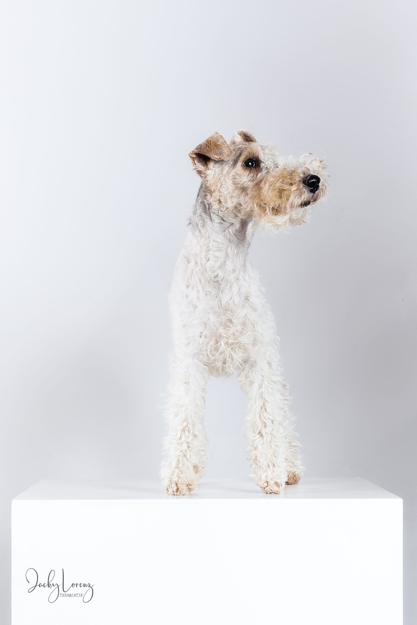 Hundefotografie in Andernach, Westerwald, Koblenz & Umgebung
Mit bedingungsloser Liebe-
unvergessliche Momente von und mit deiner Fellnase