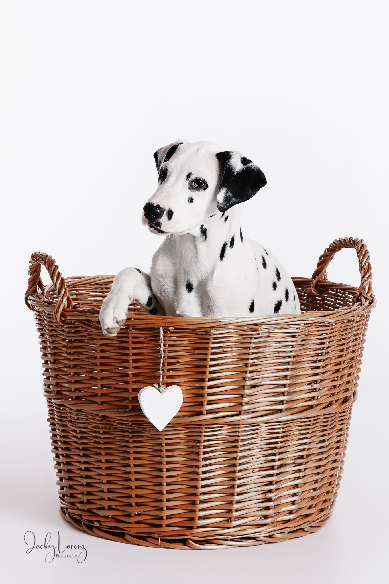 Hundefotografie in Andernach, Westerwald, Koblenz & Umgebung
Mit bedingungsloser Liebe-
unvergessliche Momente von und mit deiner Fellnase