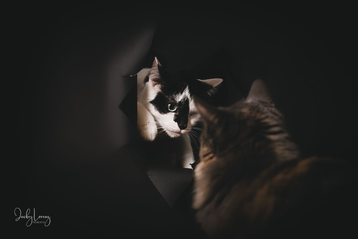 Katzenfotografie in Andernach, Westerwald, Koblenz & Umgebung
Mit bedingungsloser Liebe-
unvergessliche Momente von und mit deiner Fellnase