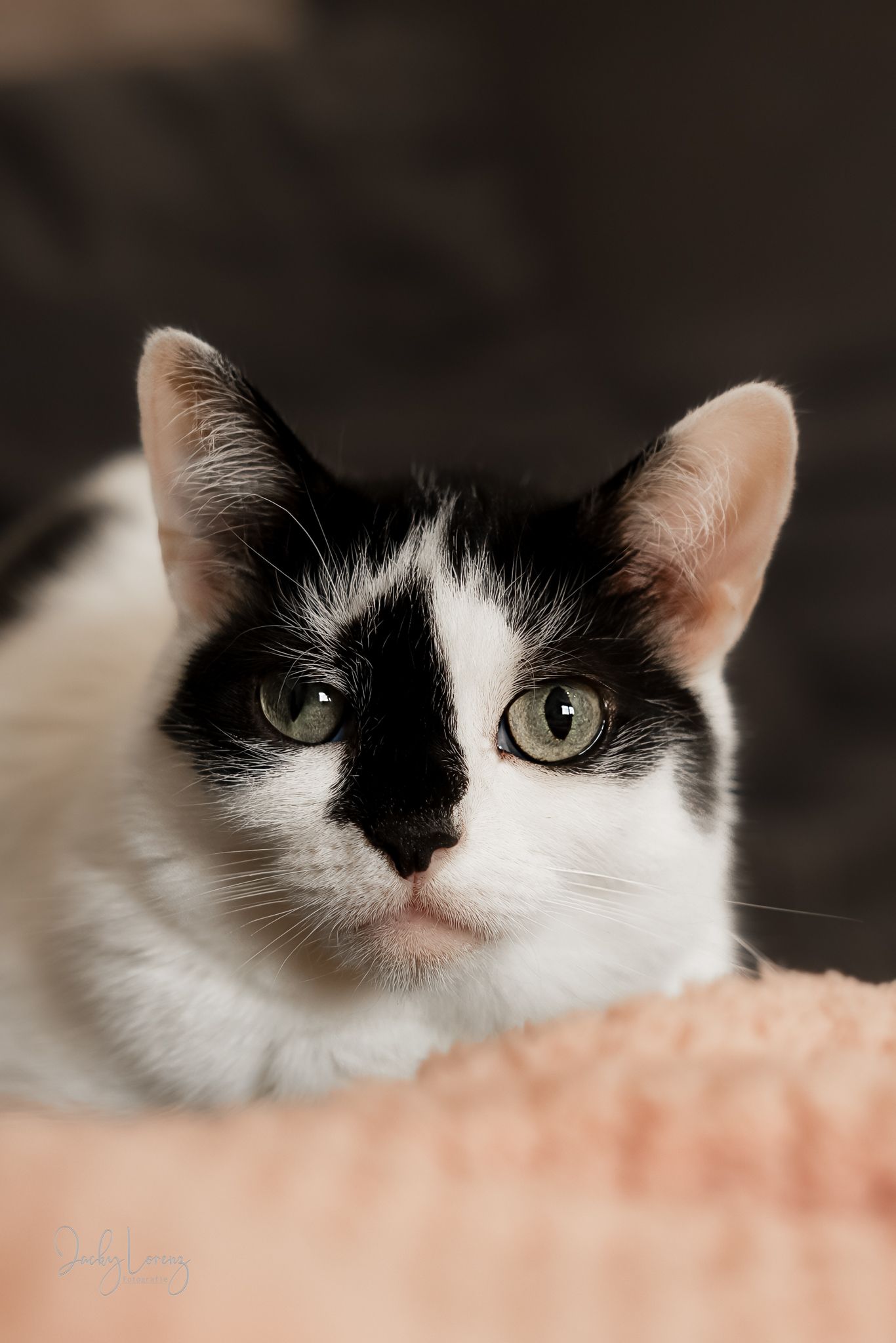Katzenfotografie in Andernach, Westerwald, Koblenz & Umgebung
Mit bedingungsloser Liebe-
unvergessliche Momente von und mit deiner Fellnase