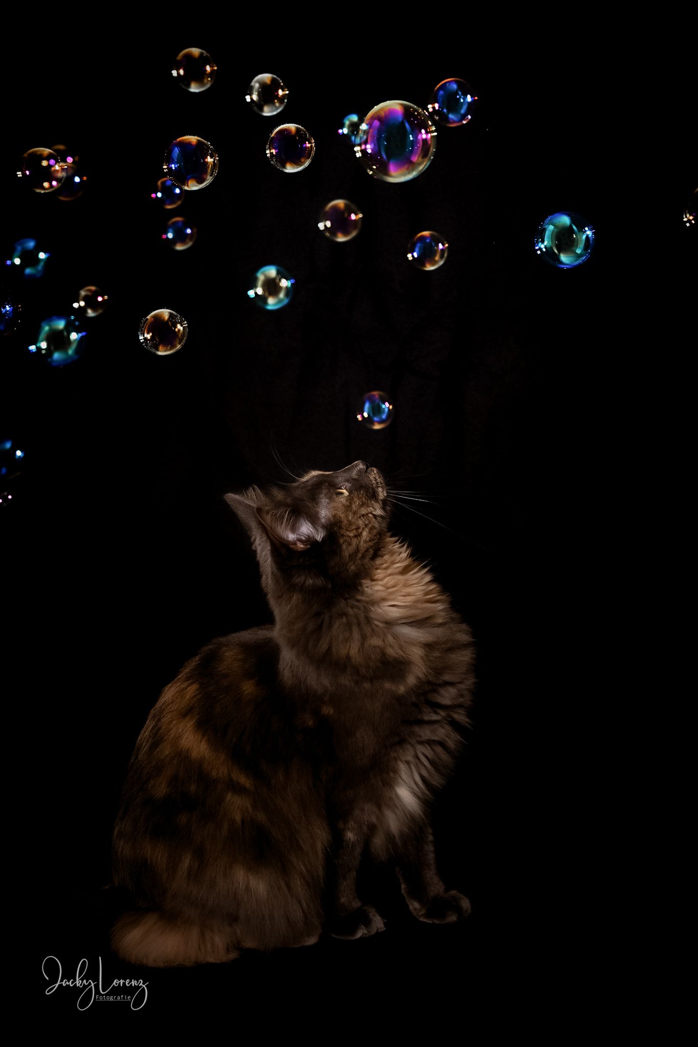 Katzenfotografie in RLP
Mit bedingungsloser Liebe-
unvergessliche Momente von und mit deiner Fellnase
