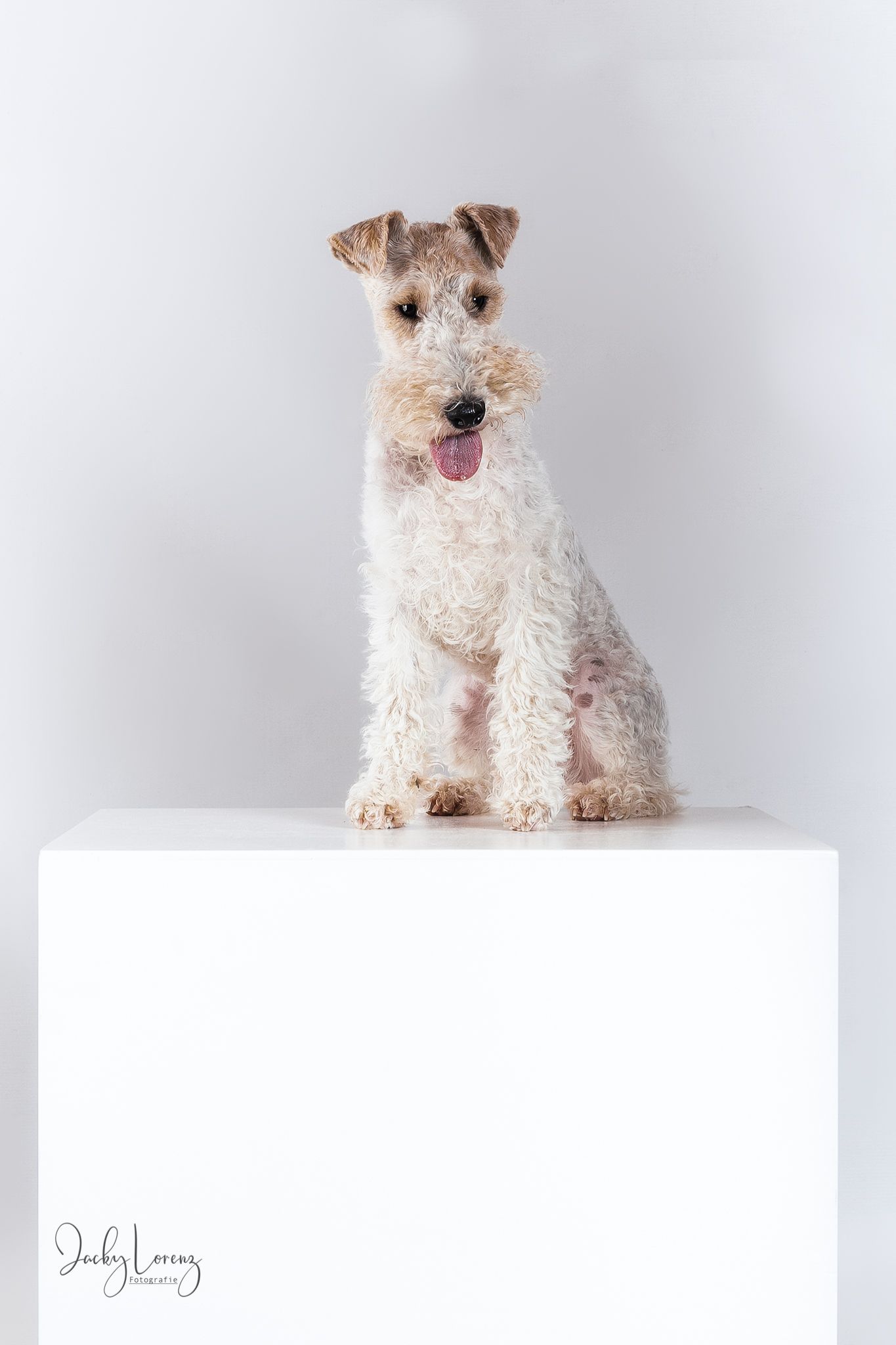 Hundefotografie in Andernach, Westerwald, Koblenz & Umgebung
Mit bedingungsloser Liebe-
unvergessliche Momente von und mit deiner Fellnase