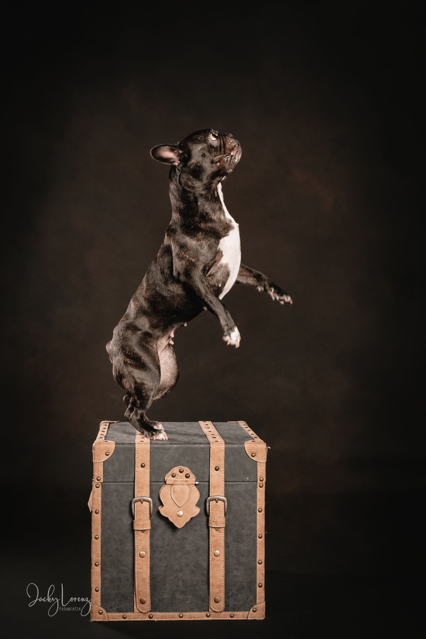 Hundefotografie in Andernach, Westerwald, Koblenz & Umgebung
Mit bedingungsloser Liebe-
unvergessliche Momente von und mit deiner Fellnase