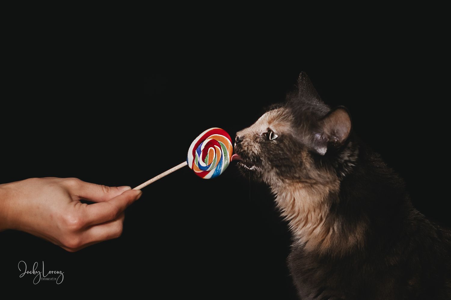 Katzenfotografie in Andernach, Westerwald, Koblenz & Umgebung
Mit bedingungsloser Liebe-
unvergessliche Momente von und mit deiner Fellnase