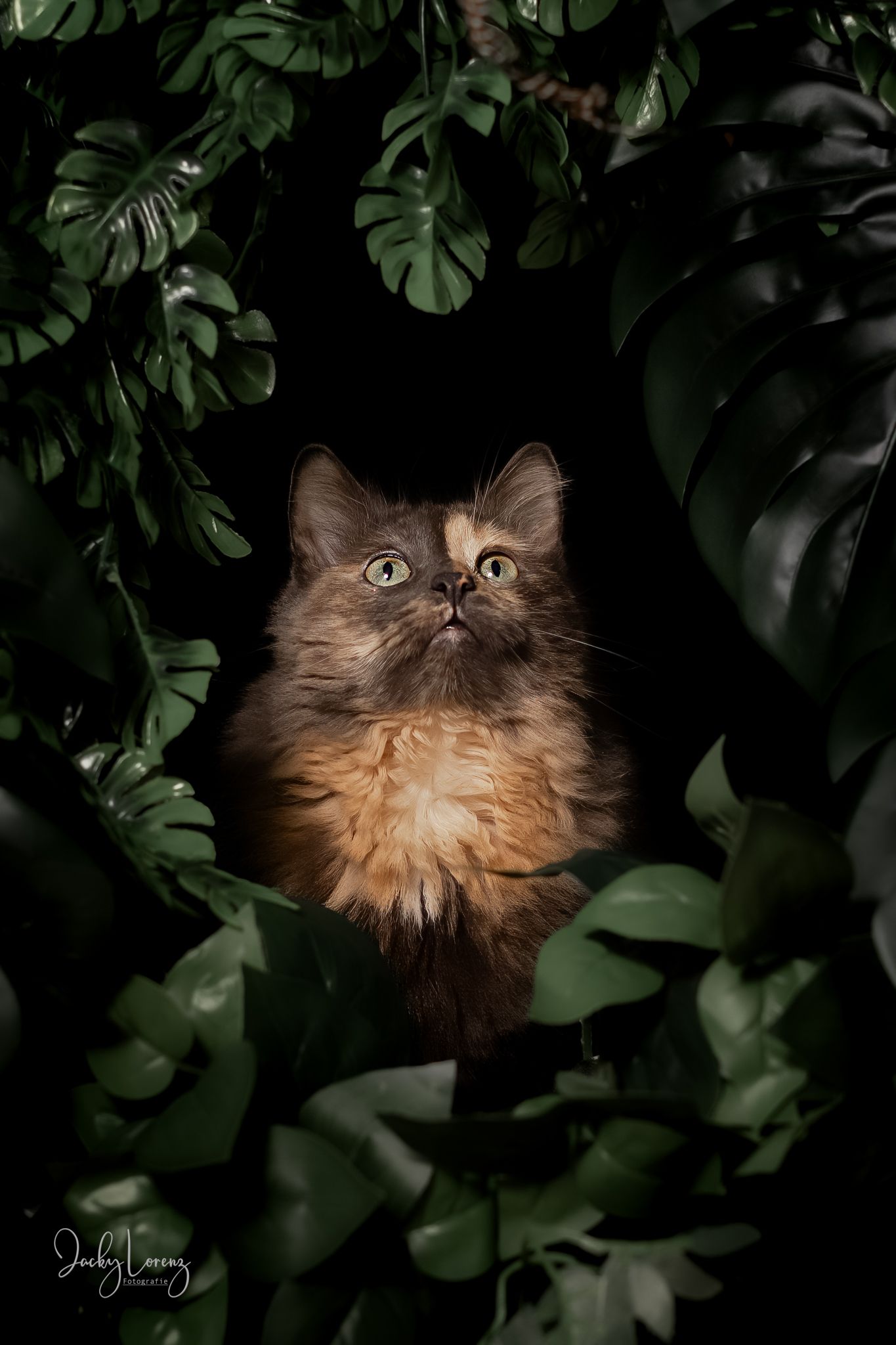 Katzenfotografie in RLP
Mit bedingungsloser Liebe-
unvergessliche Momente von und mit deiner Fellnase