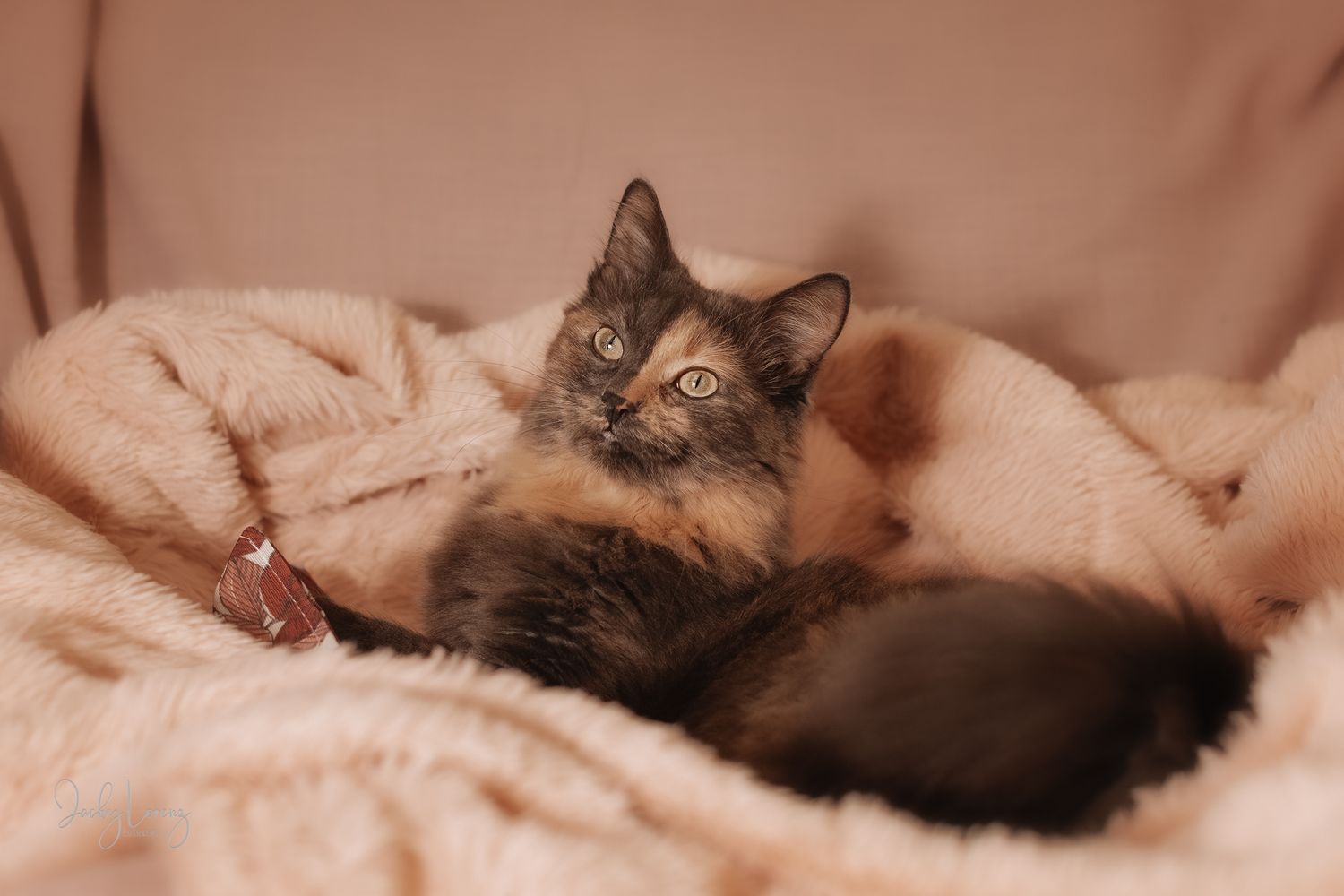 Katzenfotografie in Andernach, Westerwald, Koblenz & Umgebung
Mit bedingungsloser Liebe-
unvergessliche Momente von und mit deiner Fellnase