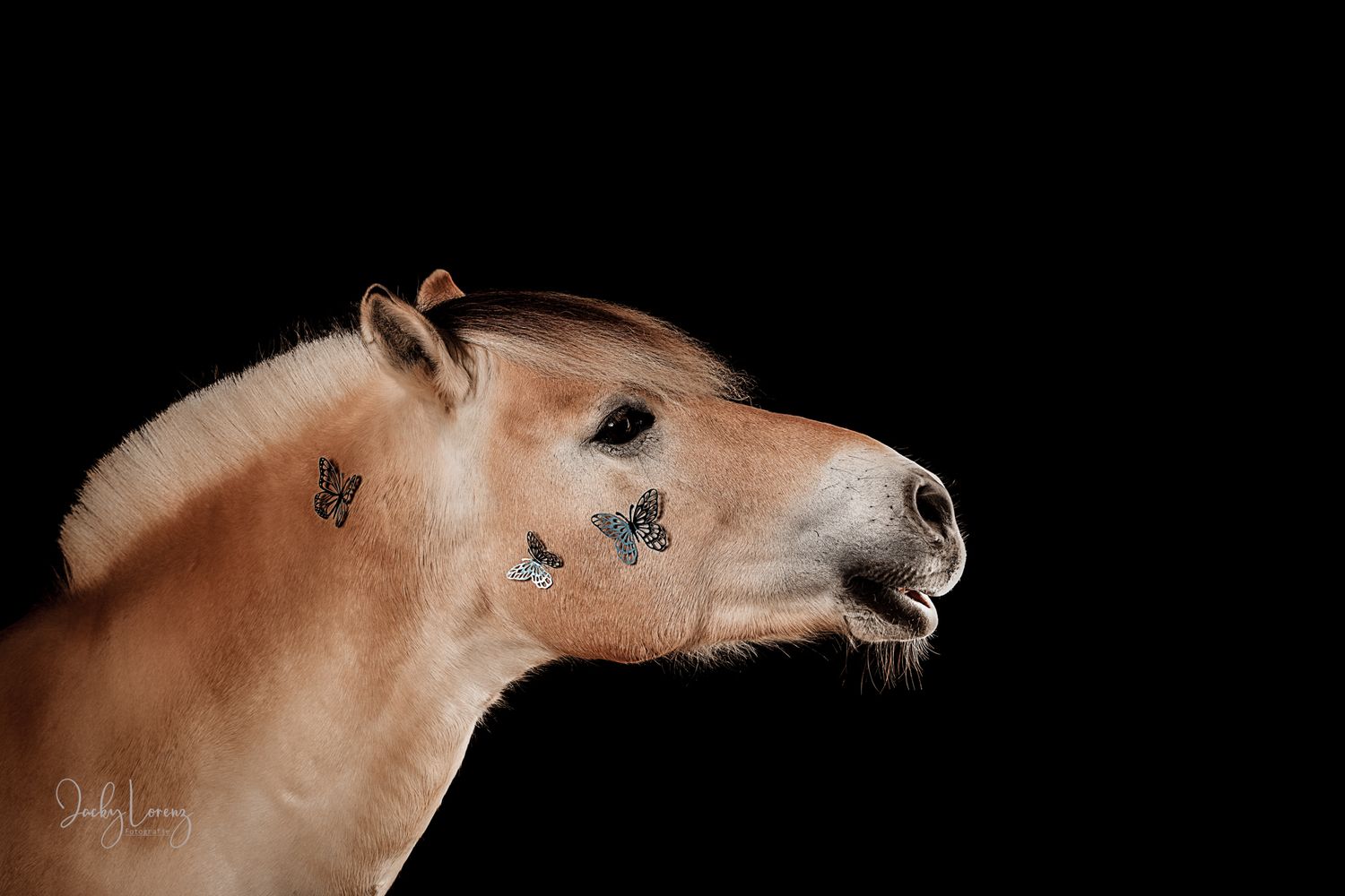 Pferdefotografie in RLP
Mit bedingungsloser Liebe-
unvergessliche Momente von und mit deinem Seelenpferd