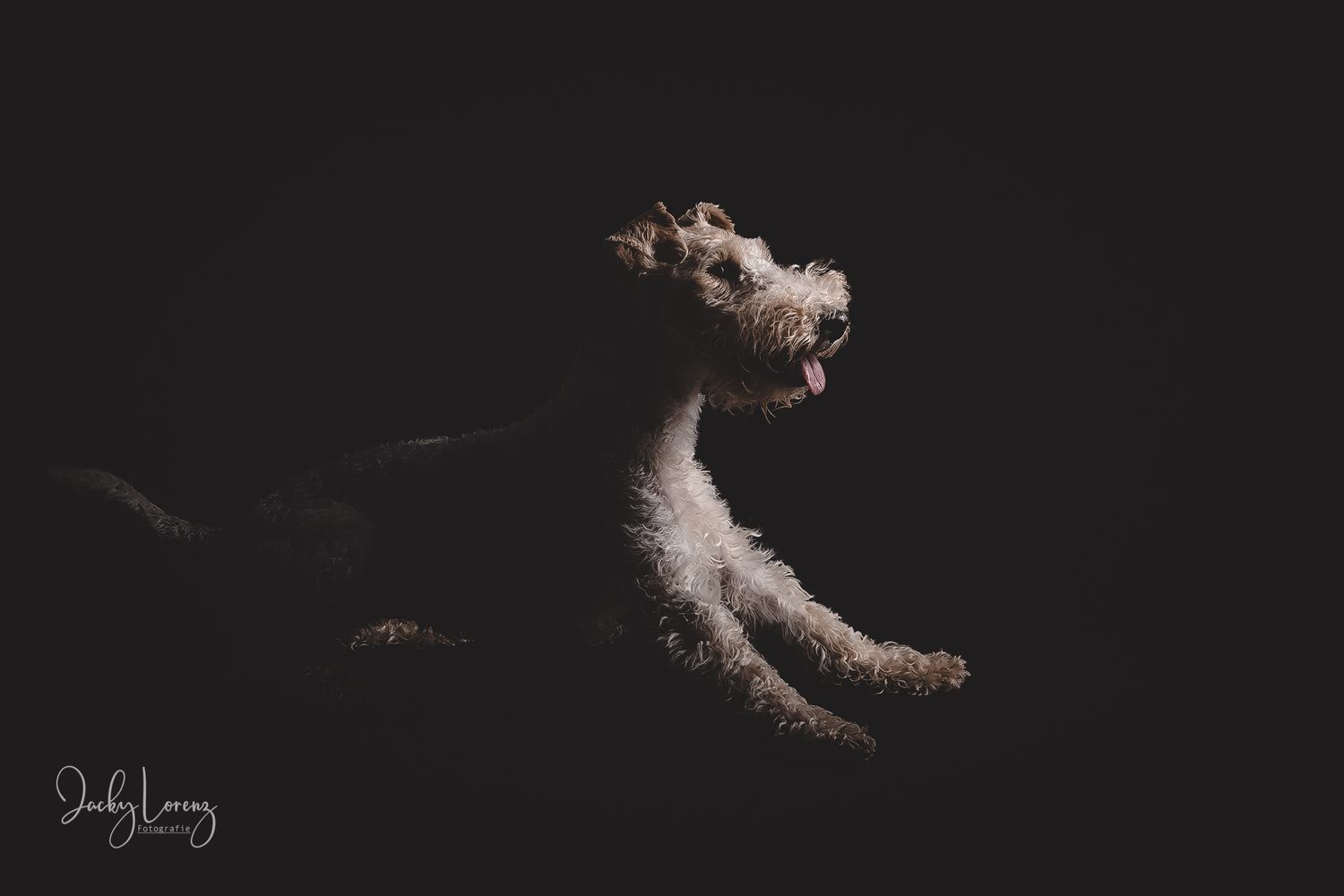 Hundefotografie in Andernach, Westerwald, Koblenz & Umgebung
Mit bedingungsloser Liebe-
unvergessliche Momente von und mit deiner Fellnase