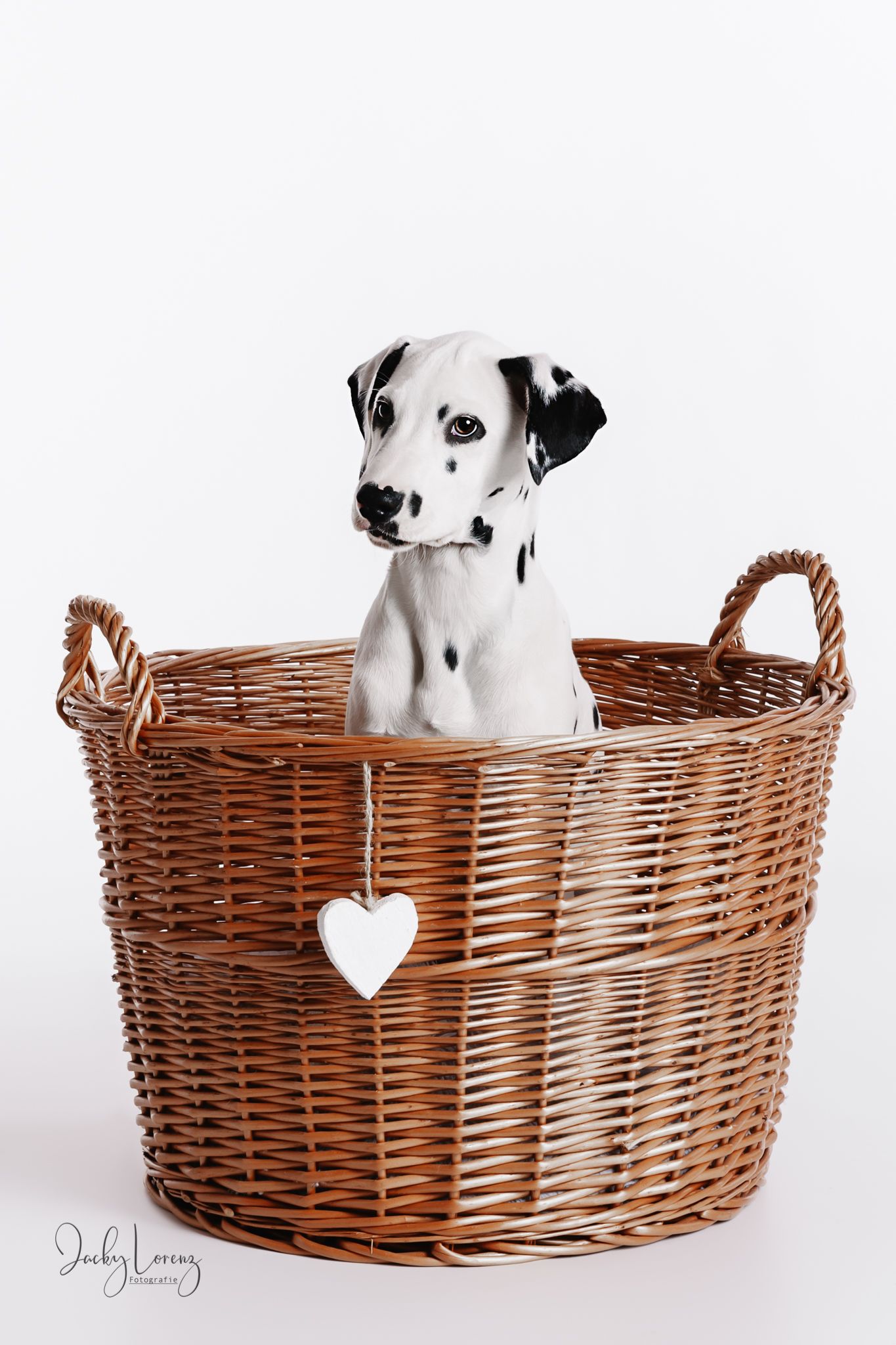 Hundefotografie in Andernach, Westerwald, Koblenz & Umgebung
Mit bedingungsloser Liebe-
unvergessliche Momente von und mit deiner Fellnase