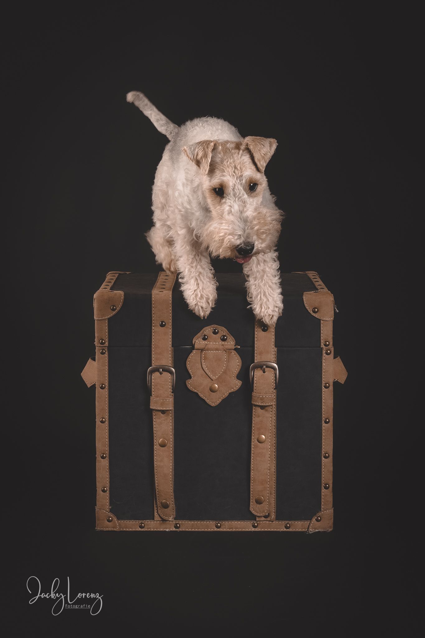 Hundefotografie in Andernach, Westerwald, Koblenz & Umgebung
Mit bedingungsloser Liebe-
unvergessliche Momente von und mit deiner Fellnase