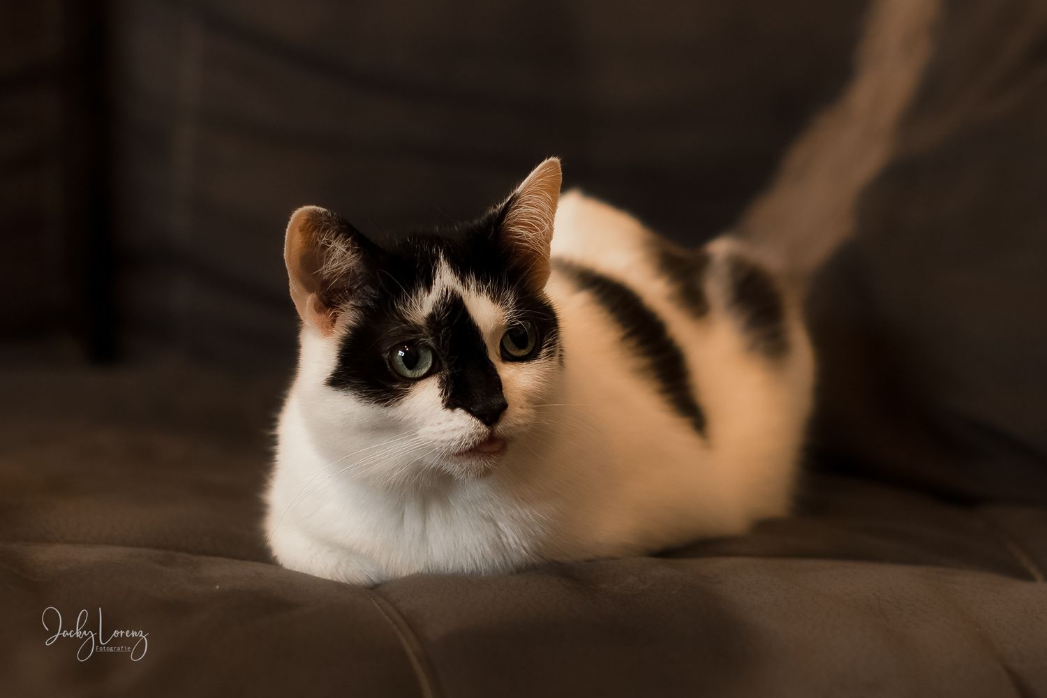 Katzenfotografie in Andernach, Westerwald, Koblenz & Umgebung
Mit bedingungsloser Liebe-
unvergessliche Momente von und mit deiner Fellnase