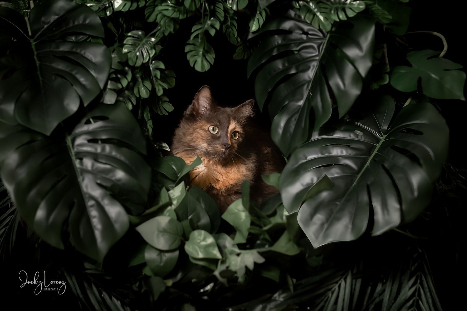 Katzenfotografie in Andernach, Westerwald, Koblenz & Umgebung
Mit bedingungsloser Liebe-
unvergessliche Momente von und mit deiner Fellnase