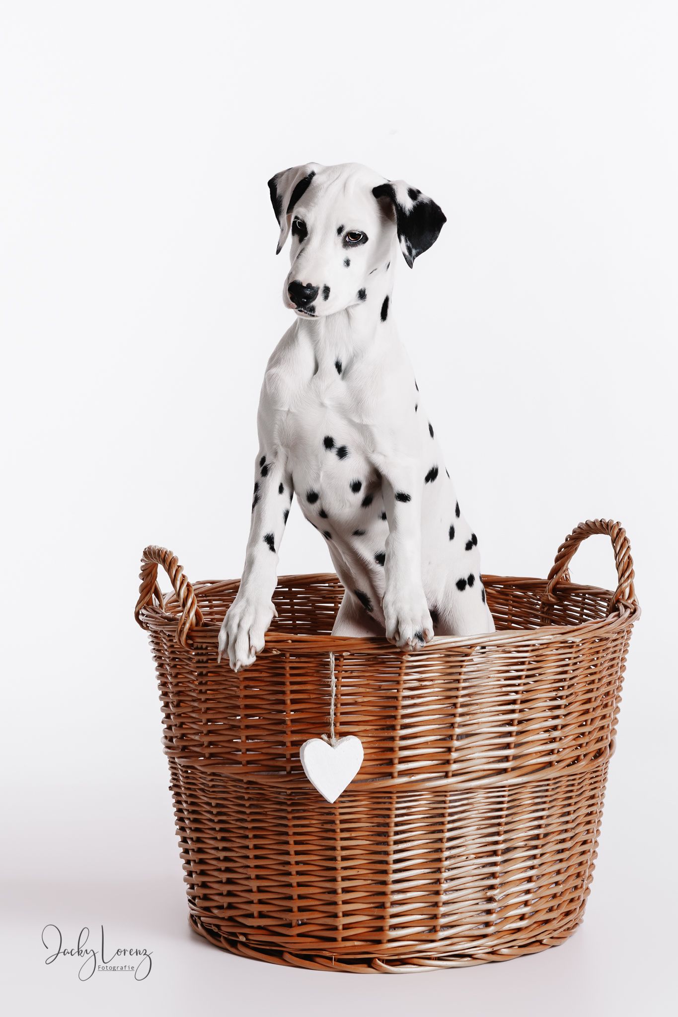 Hundefotografie in Andernach, Westerwald, Koblenz & Umgebung
Mit bedingungsloser Liebe-
unvergessliche Momente von und mit deiner Fellnase