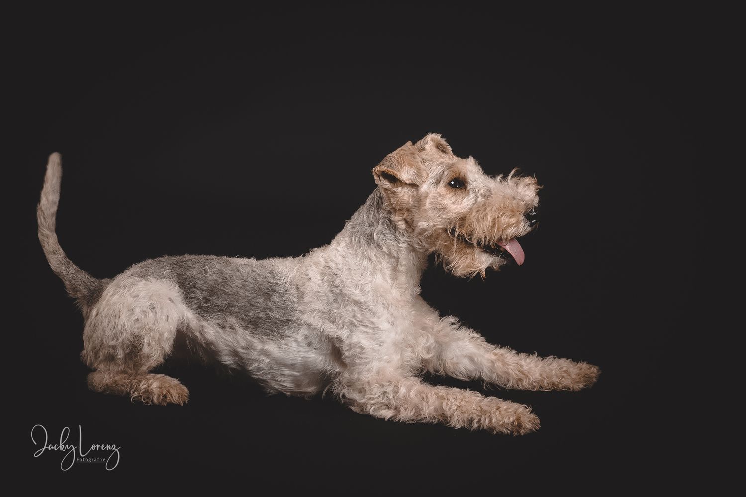 Hundefotografie in Andernach, Westerwald, Koblenz & Umgebung
Mit bedingungsloser Liebe-
unvergessliche Momente von und mit deiner Fellnase