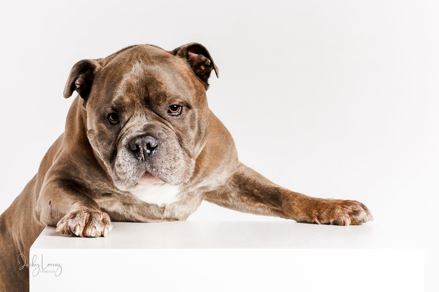 Hundefotografie in Andernach, Westerwald, Koblenz & Umgebung
Mit bedingungsloser Liebe-
unvergessliche Momente von und mit deiner Fellnase