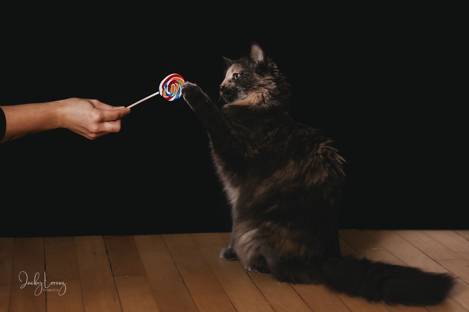Katzenfotografie in Andernach, Westerwald, Koblenz & Umgebung
Mit bedingungsloser Liebe-
unvergessliche Momente von und mit deiner Fellnase