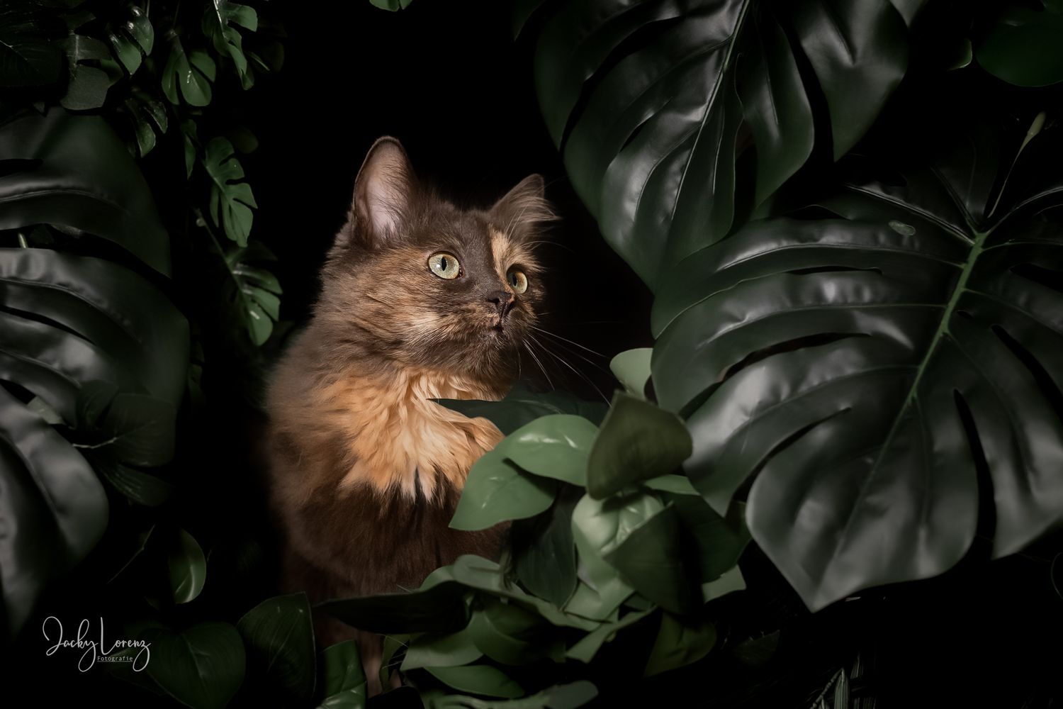 Katzenfotografie in RLP
Mit bedingungsloser Liebe-
unvergessliche Momente von und mit deiner Fellnase