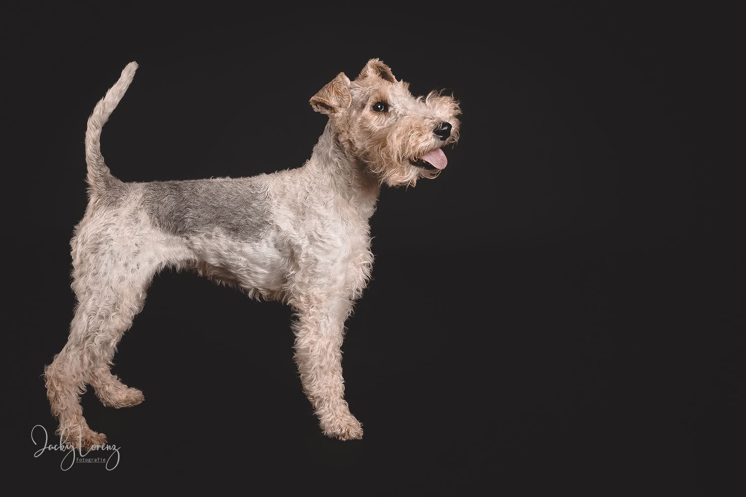 Hundefotografie in Andernach, Westerwald, Koblenz & Umgebung
Mit bedingungsloser Liebe-
unvergessliche Momente von und mit deiner Fellnase