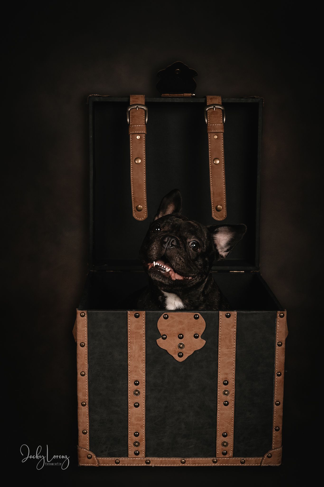 Hundefotografie in Andernach, Westerwald, Koblenz & Umgebung
Mit bedingungsloser Liebe-
unvergessliche Momente von und mit deiner Fellnase