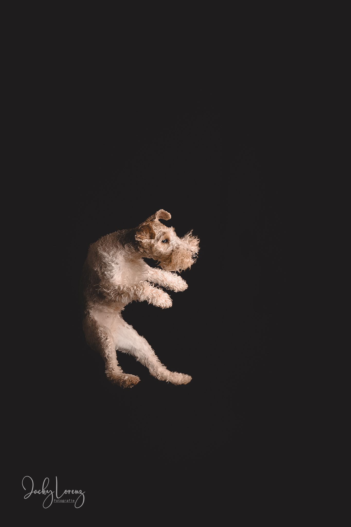 Hundefotografie in Andernach, Westerwald, Koblenz & Umgebung
Mit bedingungsloser Liebe-
unvergessliche Momente von und mit deiner Fellnase