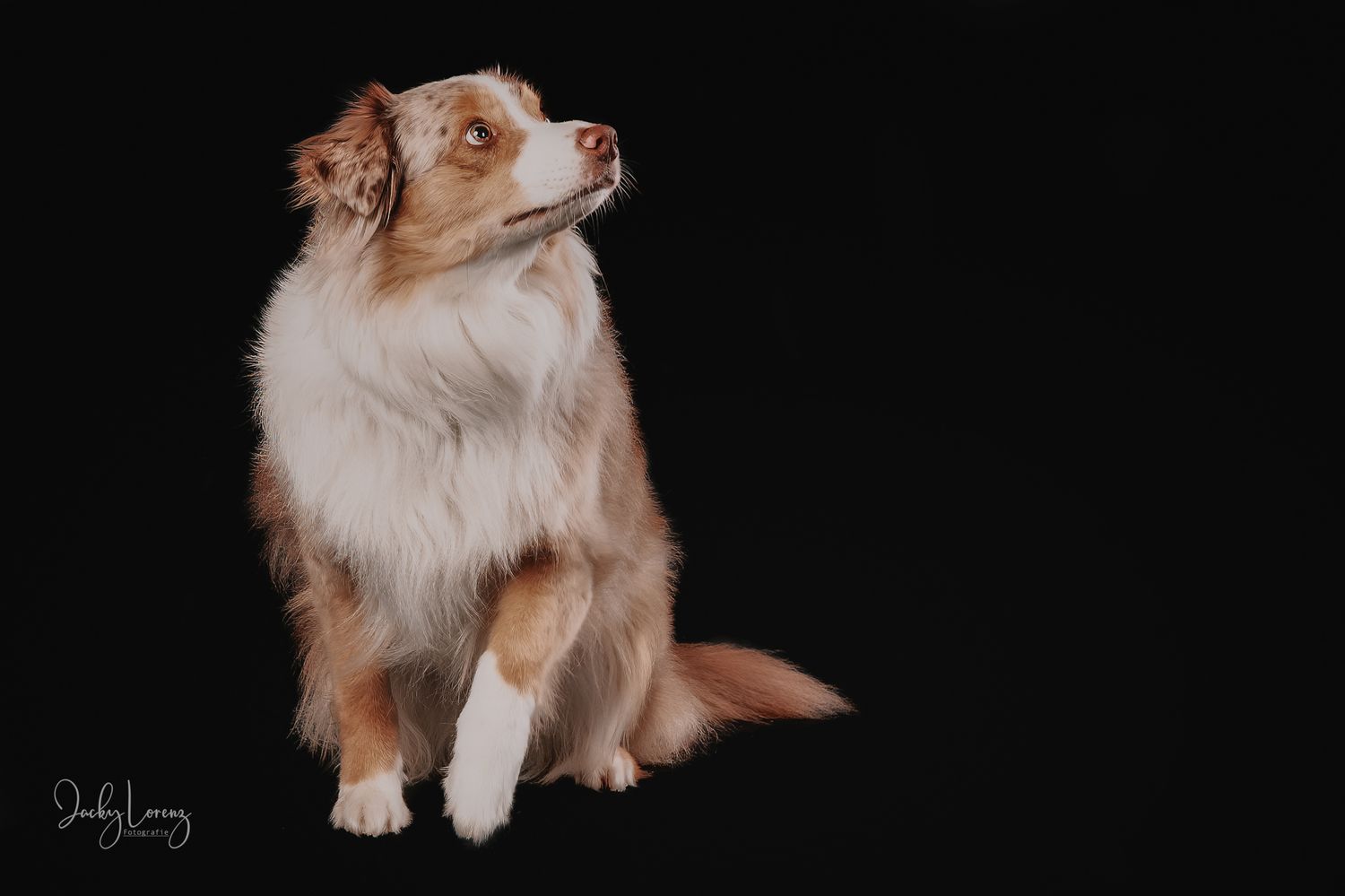 Australian Shepherd dog with brown and white fur sits alert against dark background in studio portrait.