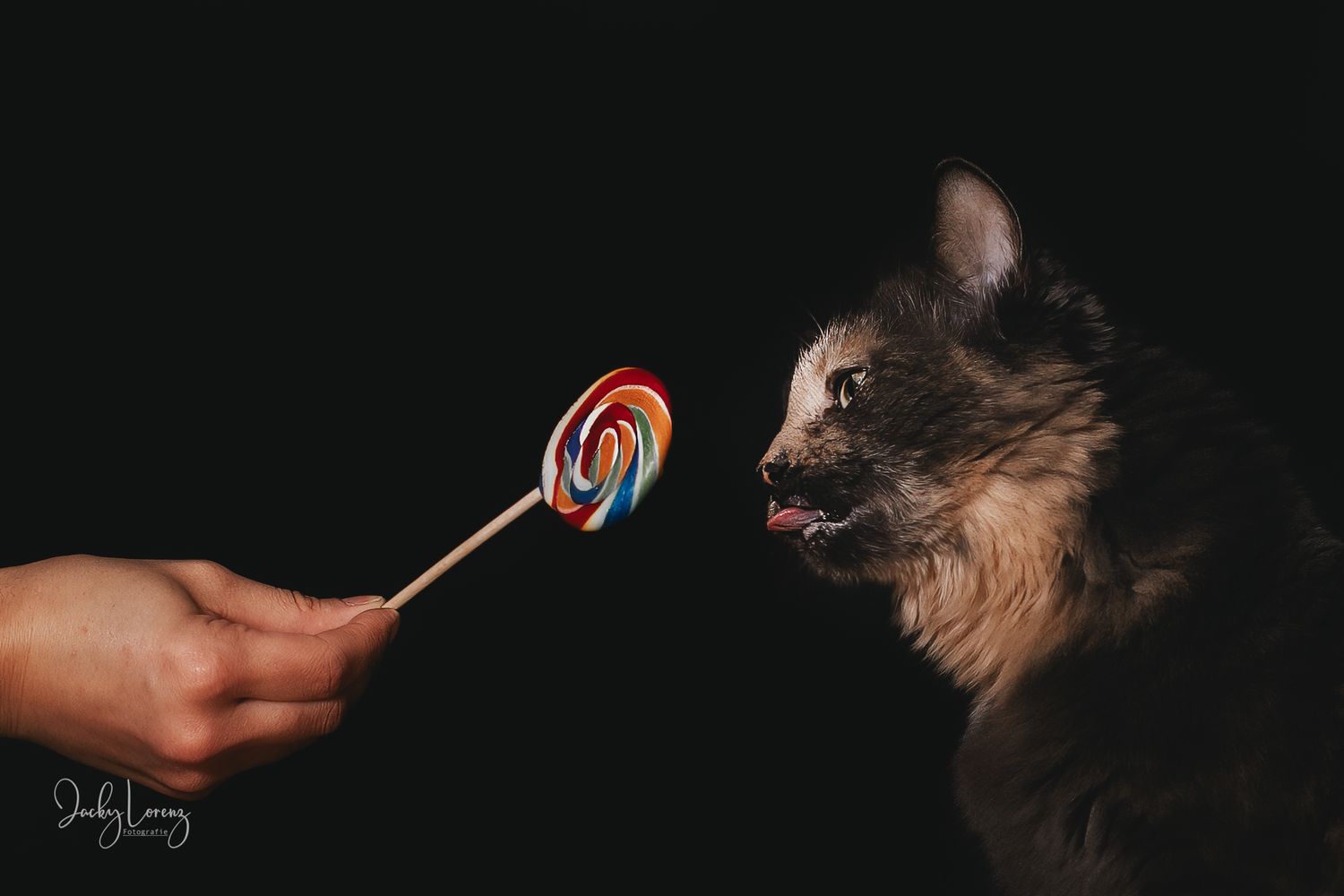 Katzenfotografie in Andernach, Westerwald, Koblenz & Umgebung
Mit bedingungsloser Liebe-
unvergessliche Momente von und mit deiner Fellnase