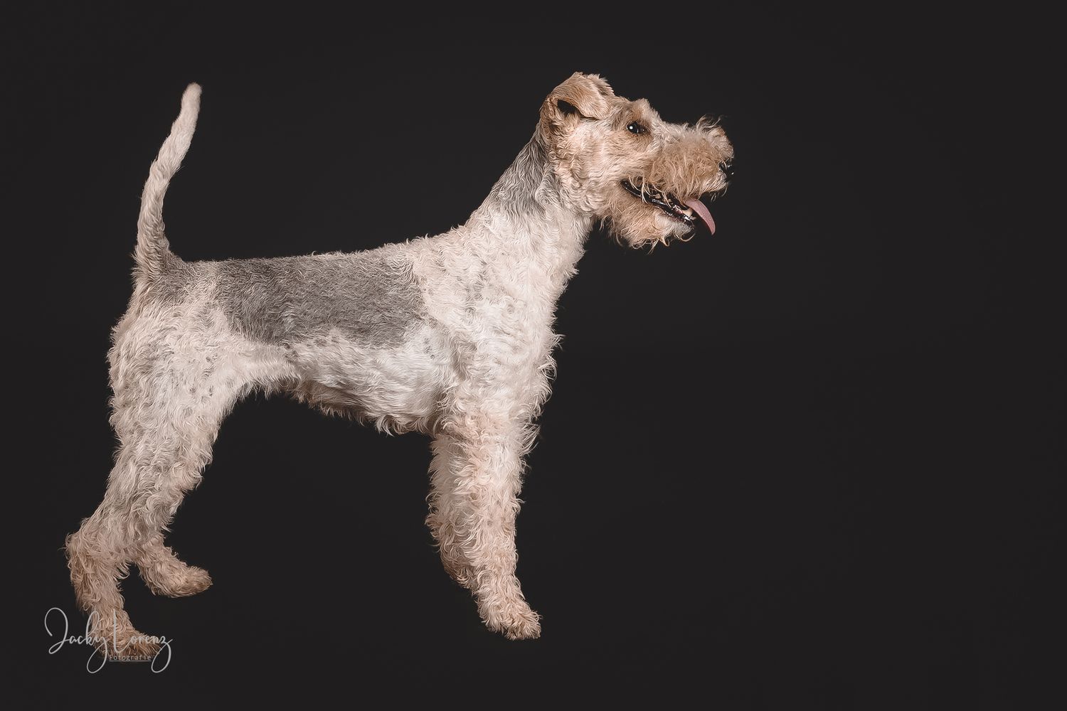 Hundefotografie in Andernach, Westerwald, Koblenz & Umgebung
Mit bedingungsloser Liebe-
unvergessliche Momente von und mit deiner Fellnase