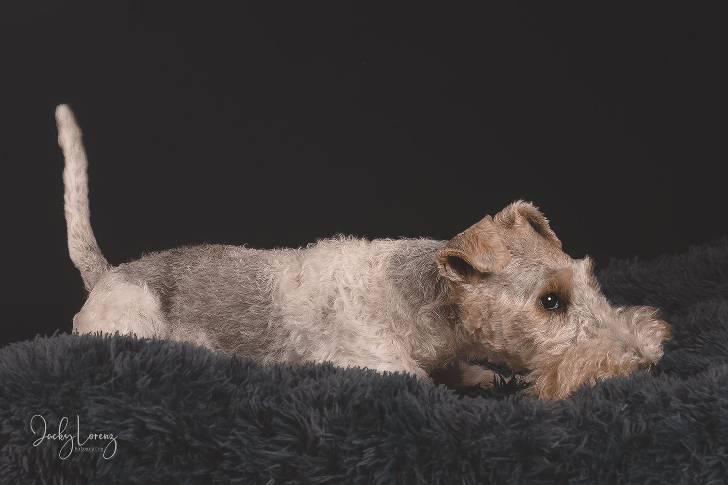Hundefotografie in Andernach, Westerwald, Koblenz & Umgebung
Mit bedingungsloser Liebe-
unvergessliche Momente von und mit deiner Fellnase