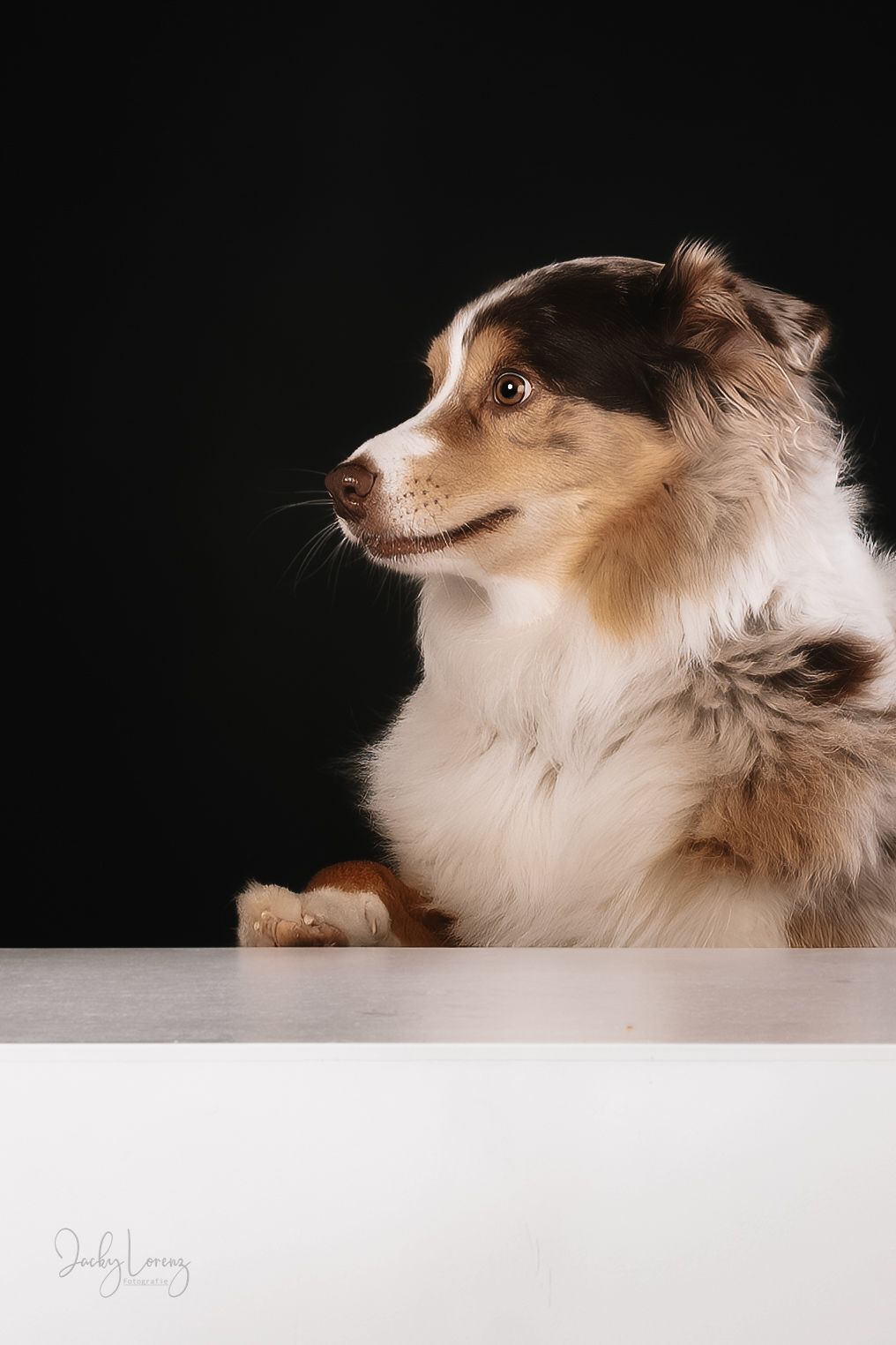 Hundefotografie in Andernach, Westerwald, Koblenz & Umgebung
Mit bedingungsloser Liebe-
unvergessliche Momente von und mit deiner Fellnase