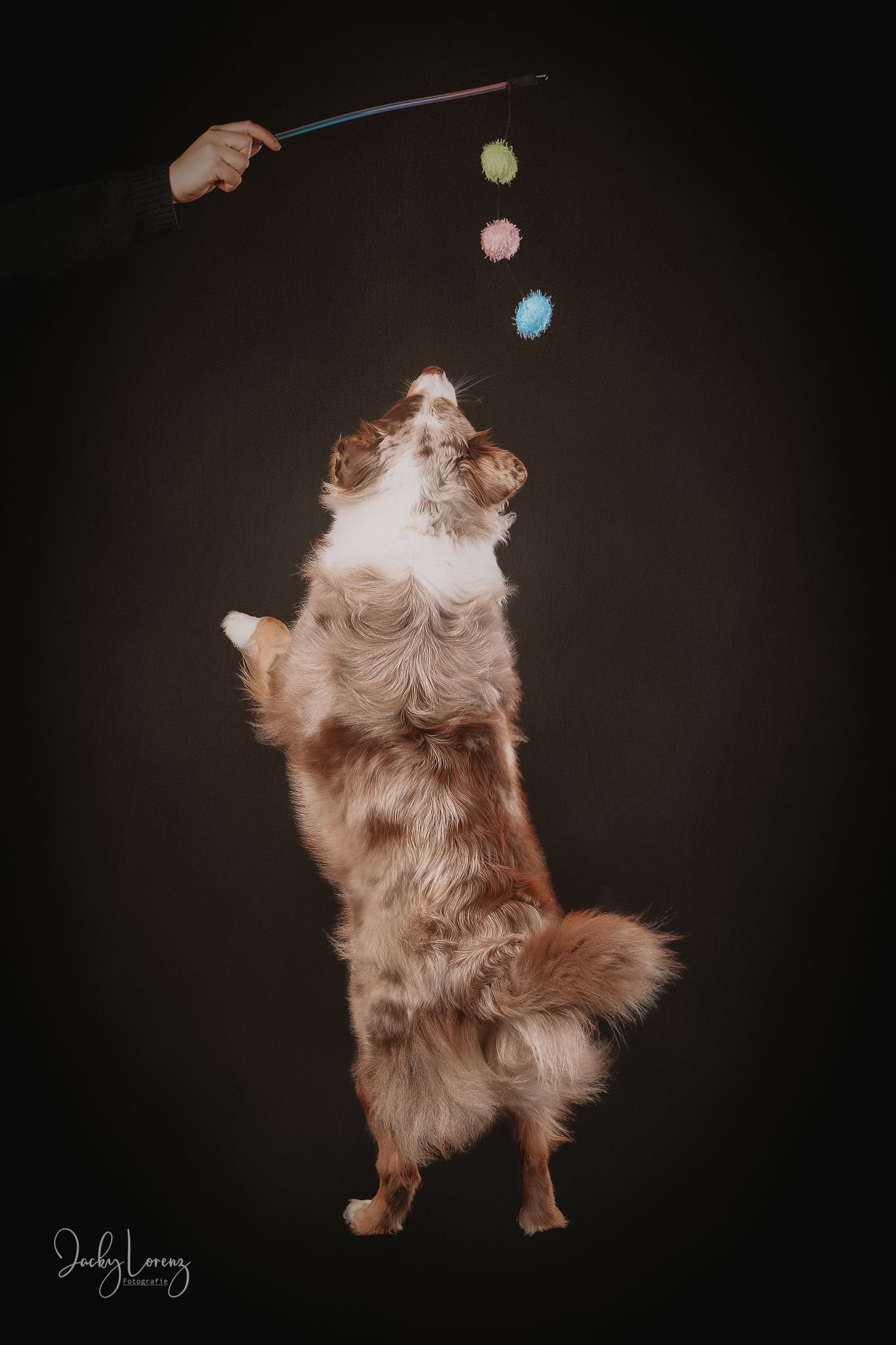 Australian Shepherd dog standing on hind legs reaching for colorful pom pom toys dangling from a stick against dark background.