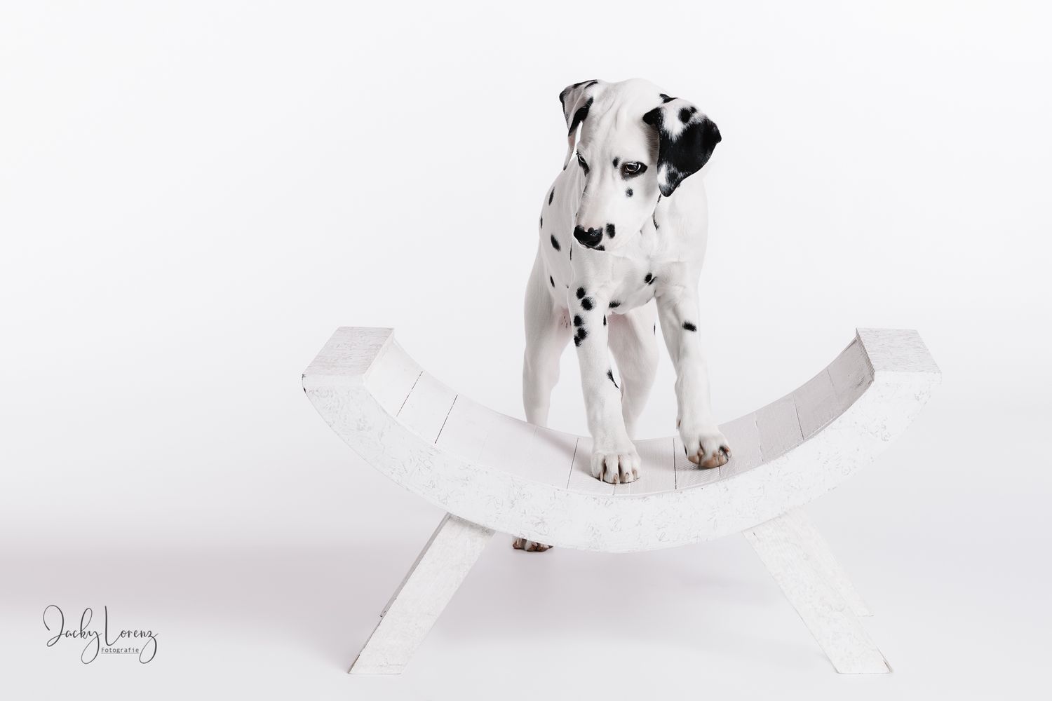 Hundefotografie in Andernach, Westerwald, Koblenz & Umgebung
Mit bedingungsloser Liebe-
unvergessliche Momente von und mit deiner Fellnase