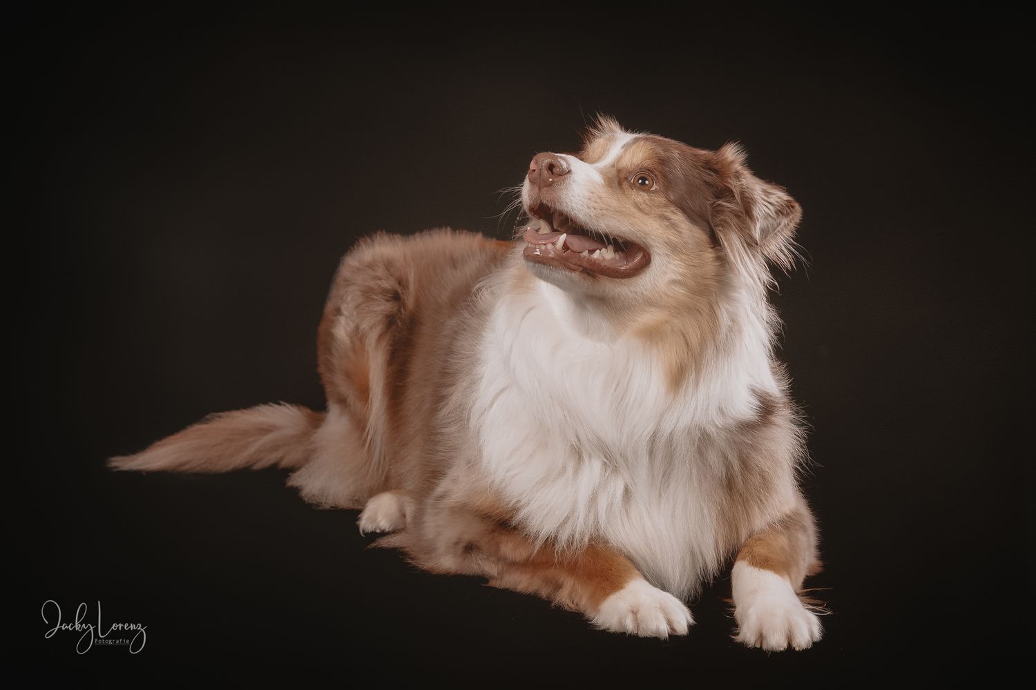 Hundefotografie in Andernach, Westerwald, Koblenz & Umgebung
Mit bedingungsloser Liebe-
unvergessliche Momente von und mit deiner Fellnase