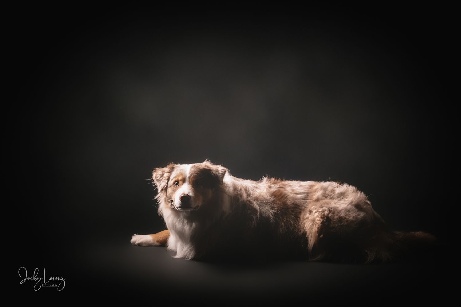 Hundefotografie in Andernach, Westerwald, Koblenz & Umgebung
Mit bedingungsloser Liebe-
unvergessliche Momente von und mit deiner Fellnase