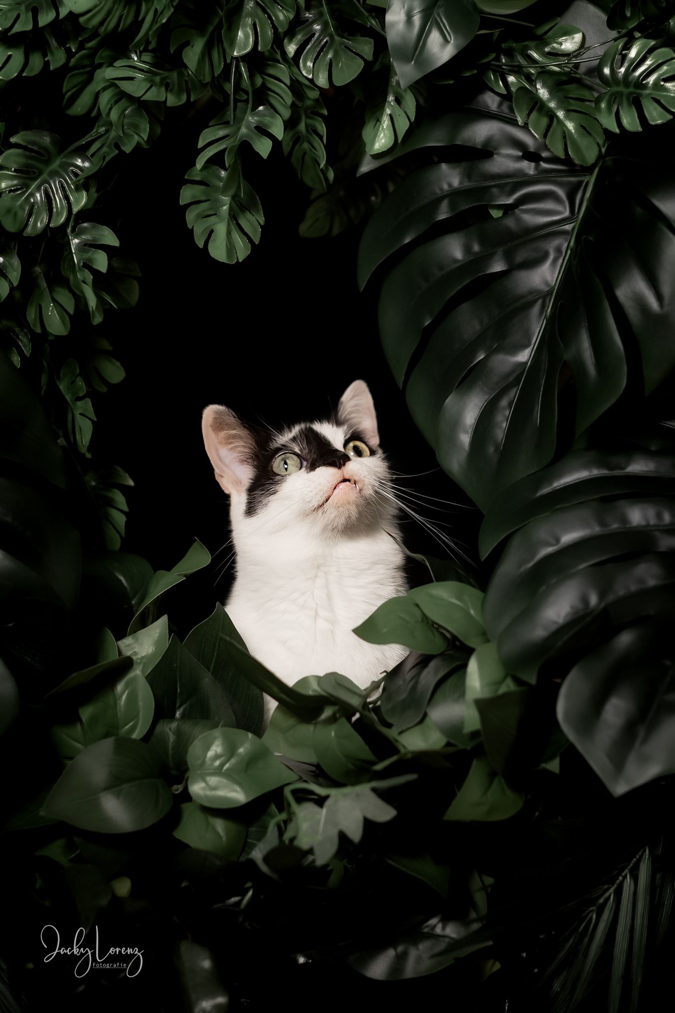 Katzenfotografie in RLP
Mit bedingungsloser Liebe-
unvergessliche Momente von und mit deiner Fellnase